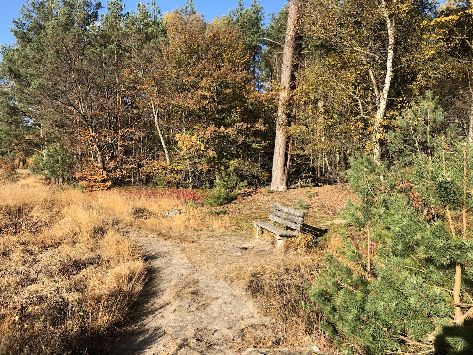 De omgeving van Rheezerveen