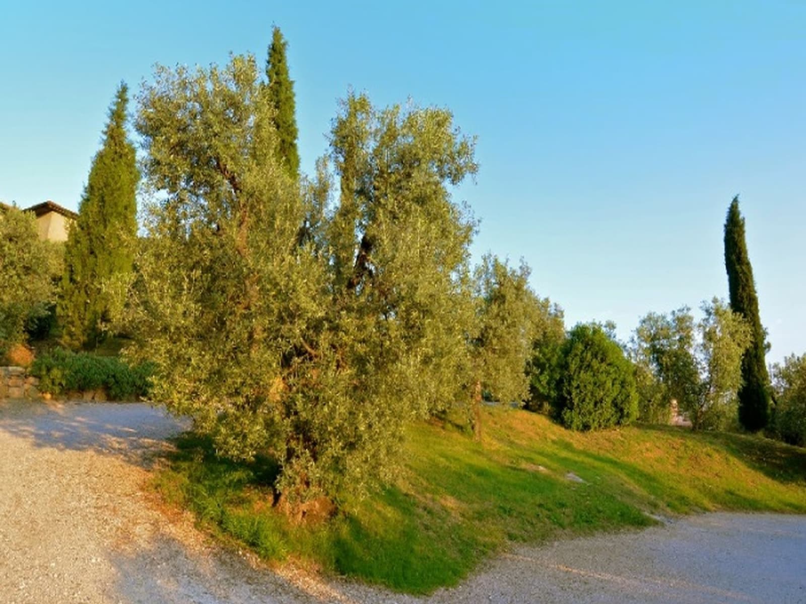 De omgeving van Castagneto Carducci