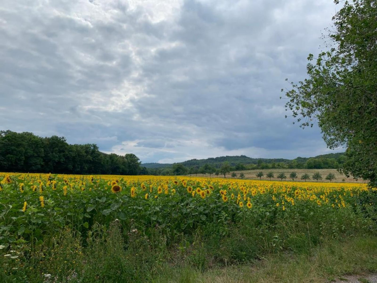 De omgeving van Blankenburg