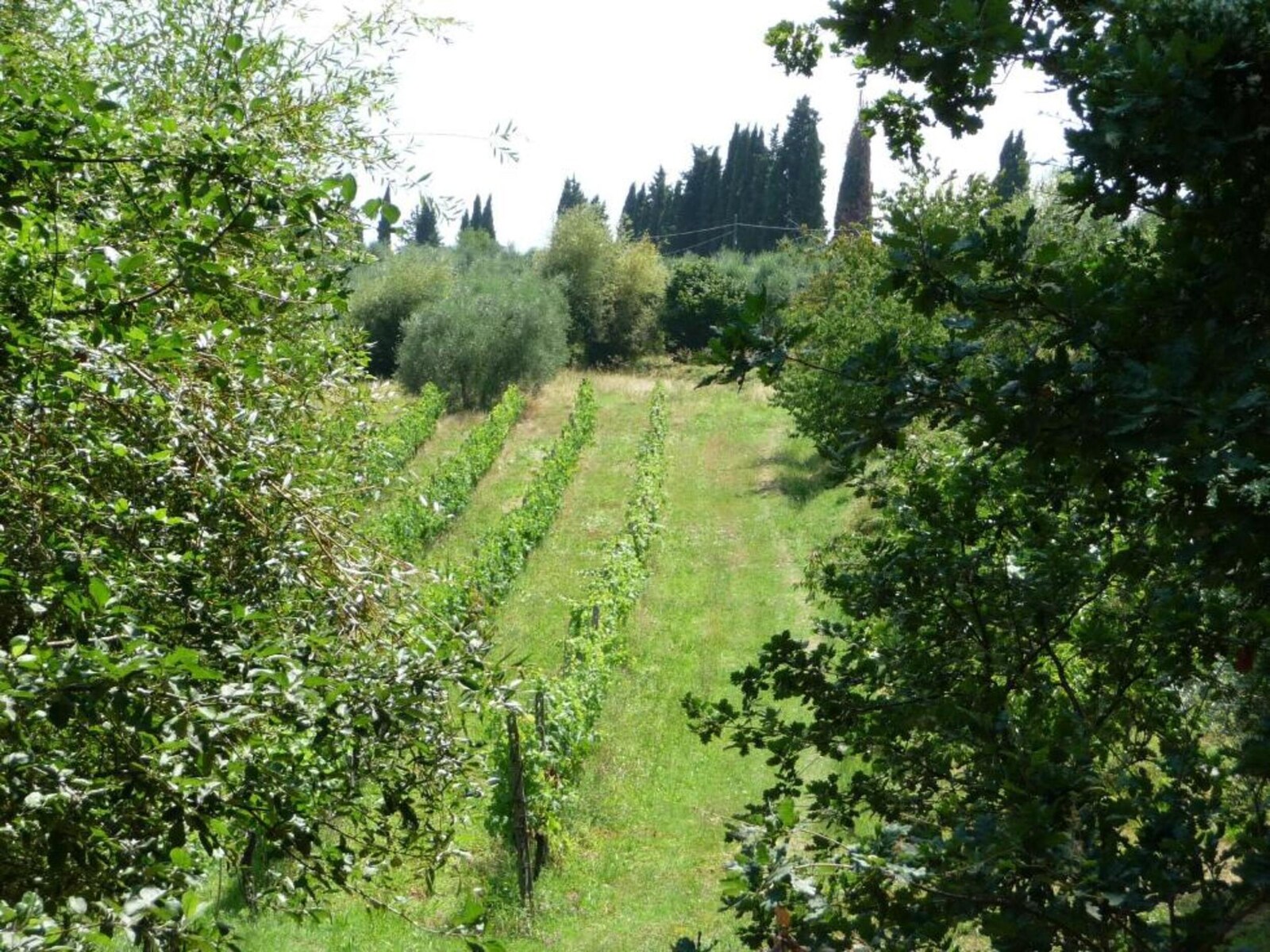 De omgeving van Peccioli