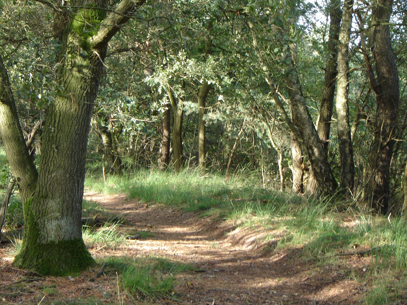 De omgeving van Vessem
