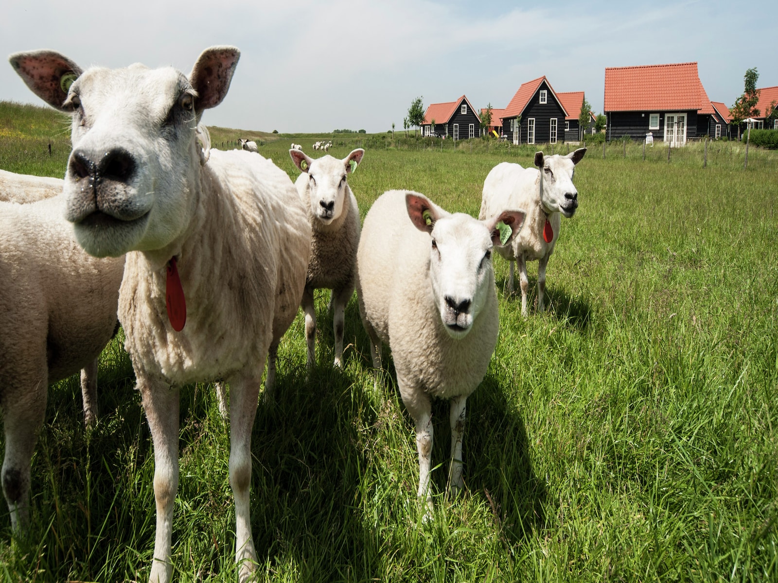 De omgeving van Wemeldinge