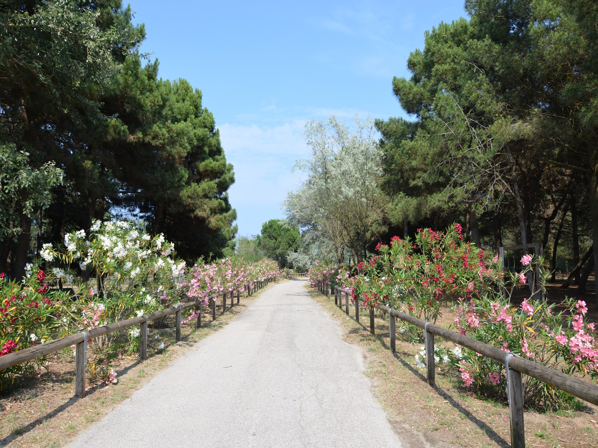 Ruime bungalow voor 6 personen in Lido di Spina - foto 39