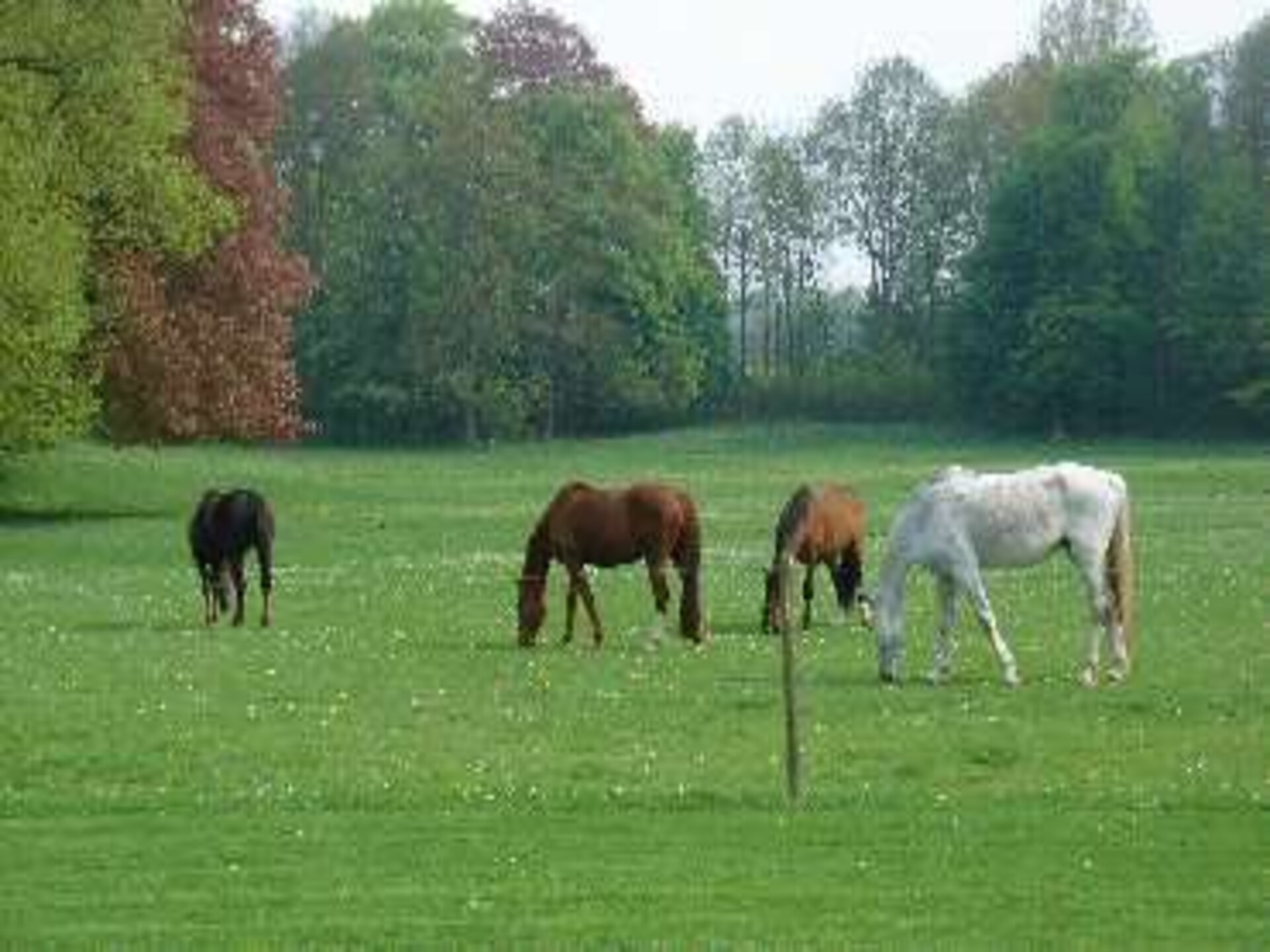 Elegant kasteelverblijf op 25 hectare landgoed in Havelange voor 8 personen - foto 39