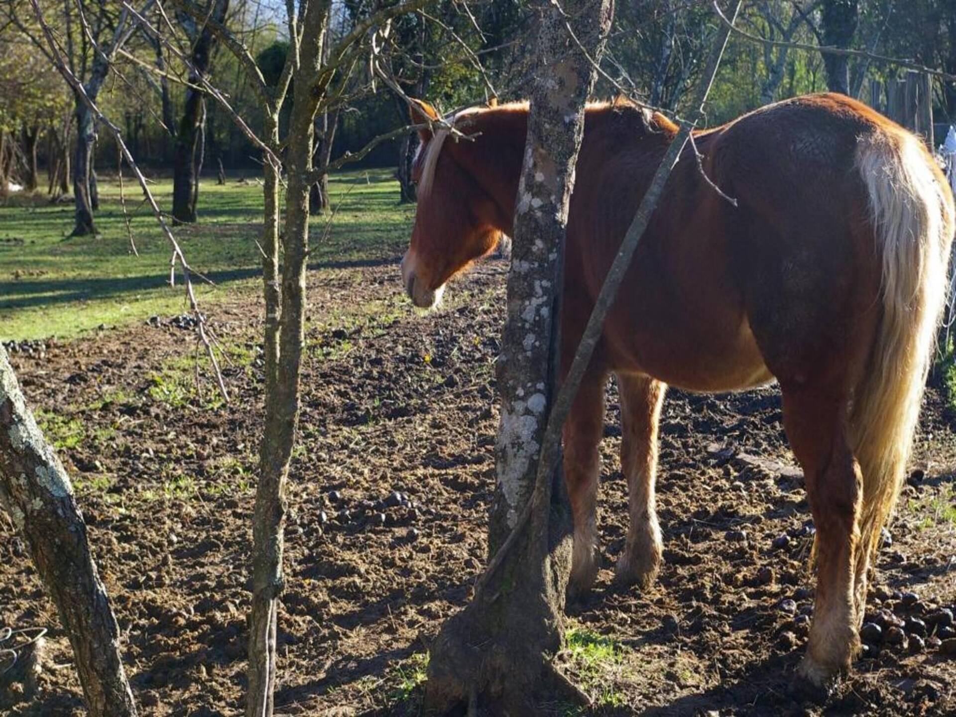 Romantisch boshuisje voor 2 in Mulazzo, Toscane - foto 35