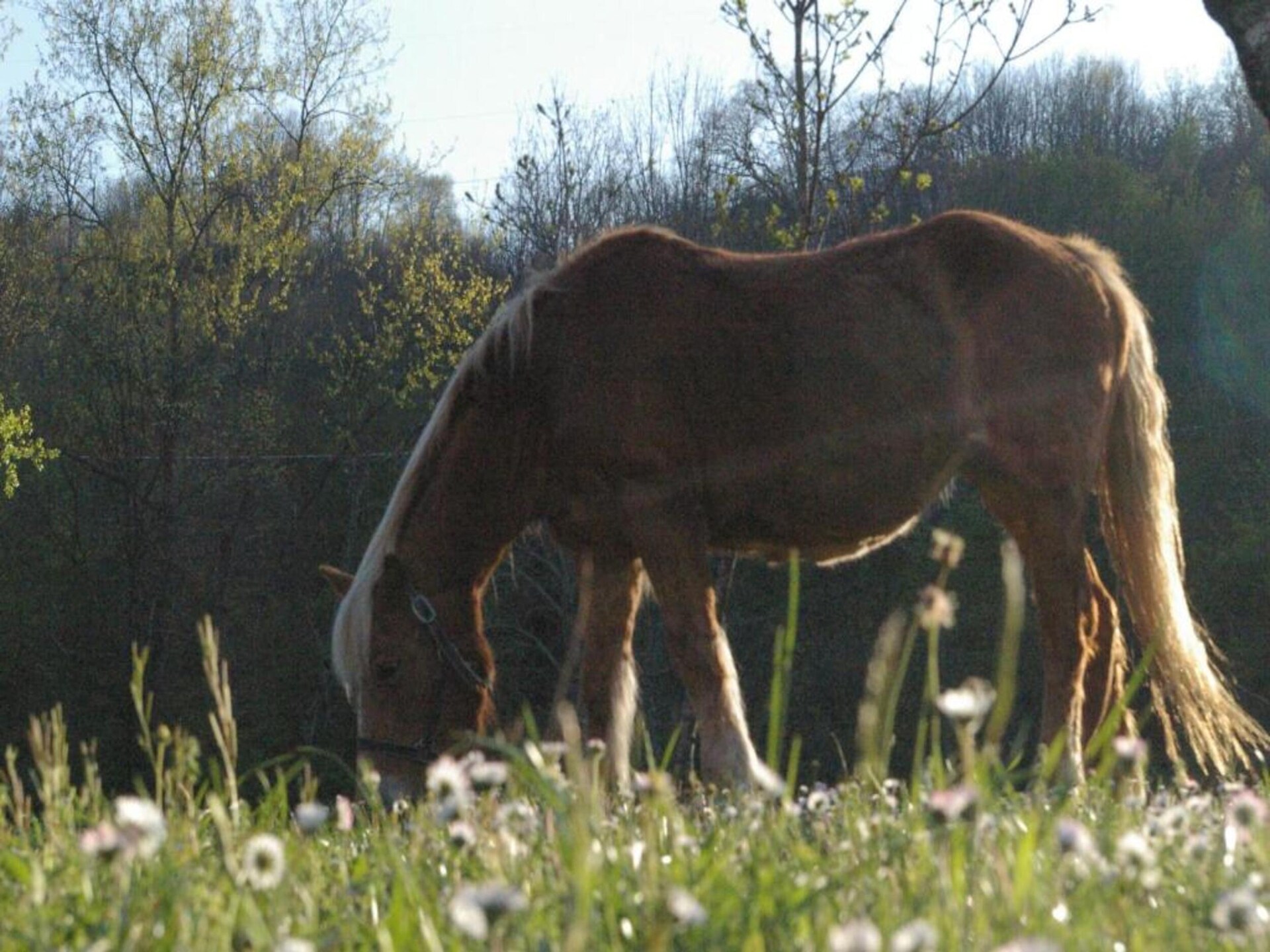 Romantisch boshuisje voor 2 in Mulazzo, Toscane - foto 37