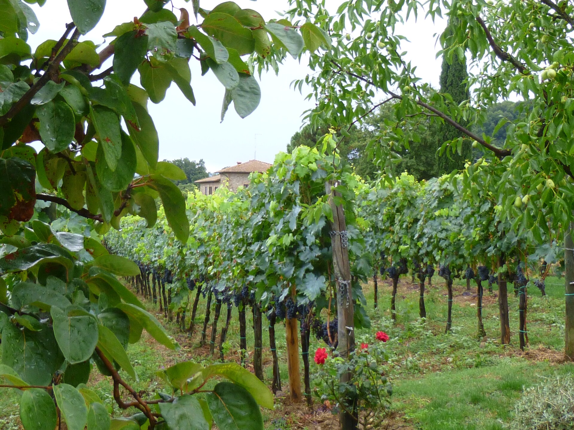 Charmante boerderij Pino in Città della Pieve voor 5 personen - foto 35