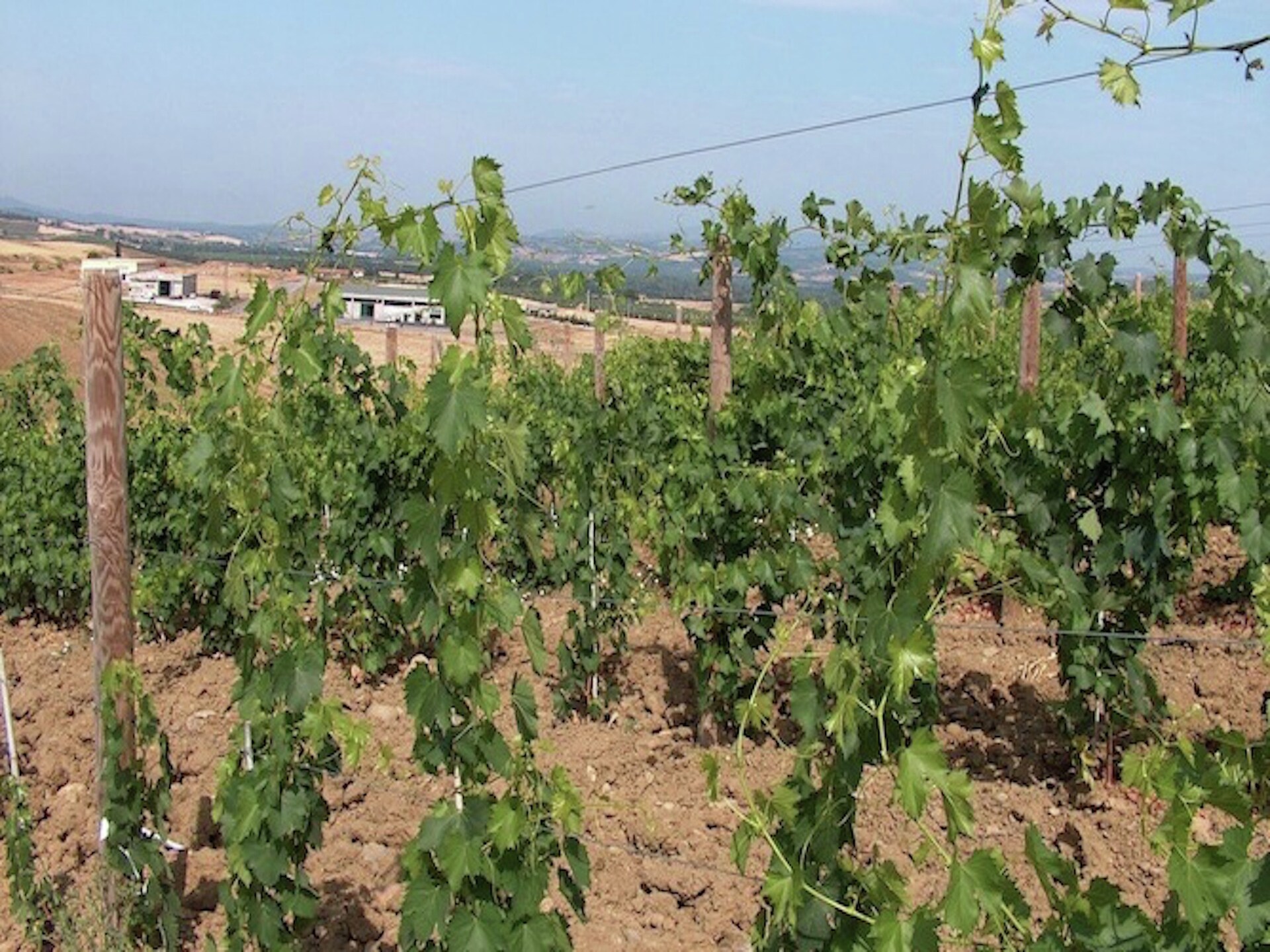 Authentieke biologische boerderij met zwembad bij Castel del Piano, Toscane - foto 33