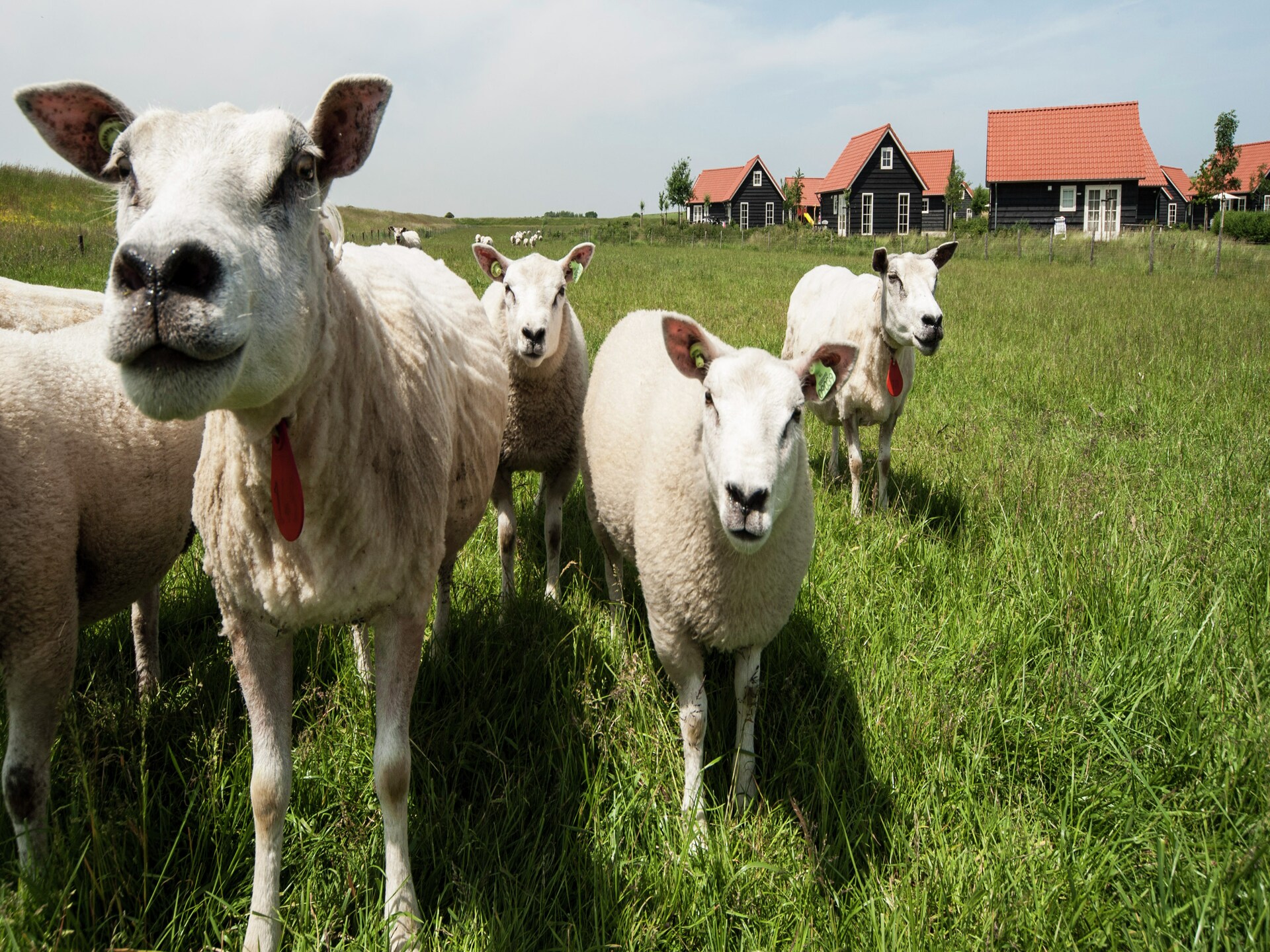 Knus vrijstaand huisje aan de Zeeuwse kust in Wemeldinge - foto 18