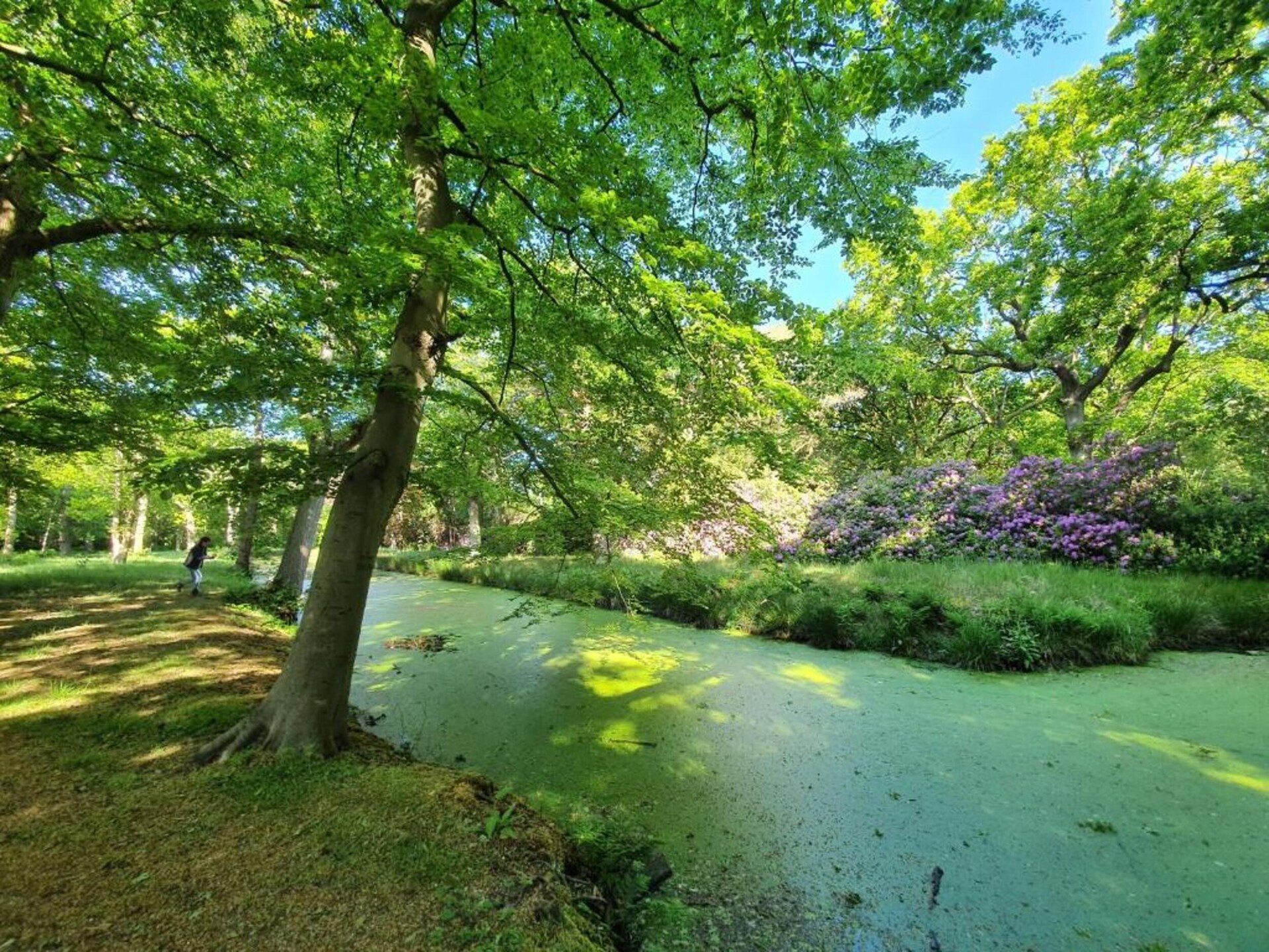 Twee Duinen: sfeervol appartement in het bos, 700m van strand - foto 34