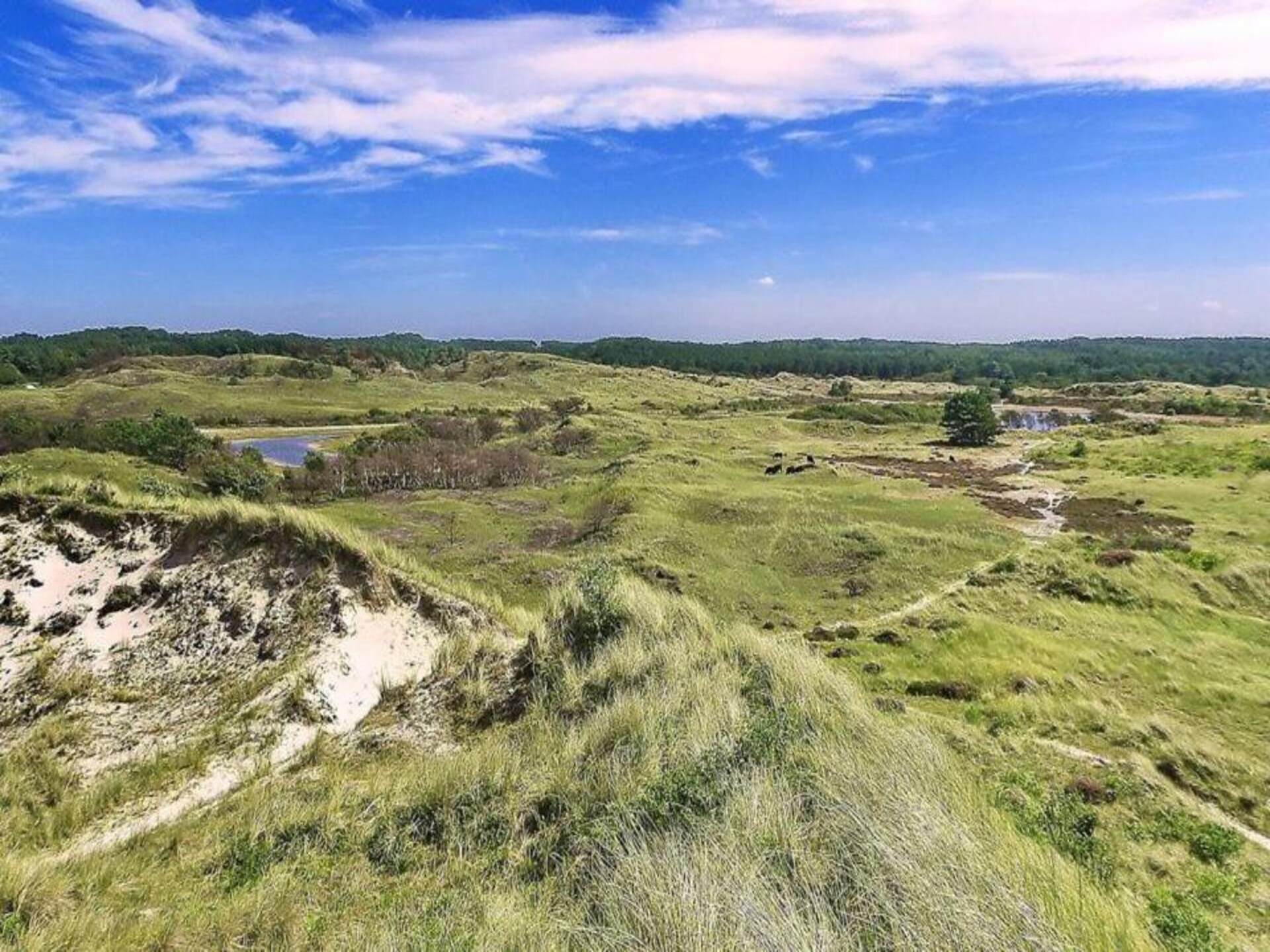 Boshof: Vrijstaand vakantiehuis in het bos bij Schoorlse Duinen - foto 22