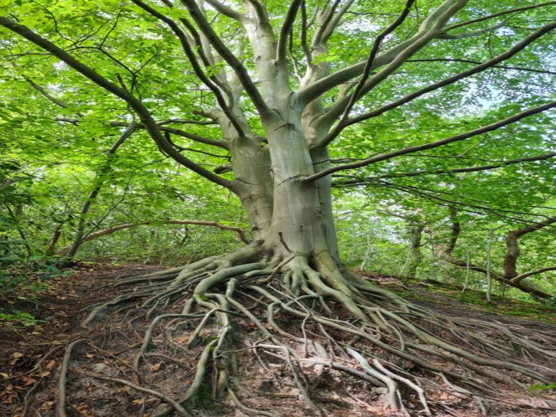 Boshof: Vrijstaand vakantiehuis in het bos bij Schoorlse Duinen - foto 27