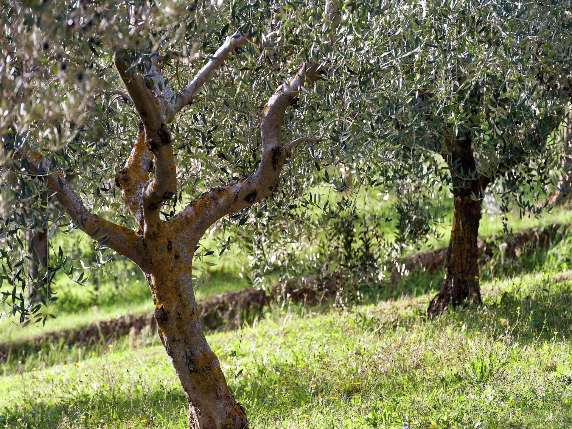 Authentiek boerderijappartement in de Umbrische heuvels bij Giano Dell'umbria - foto 19