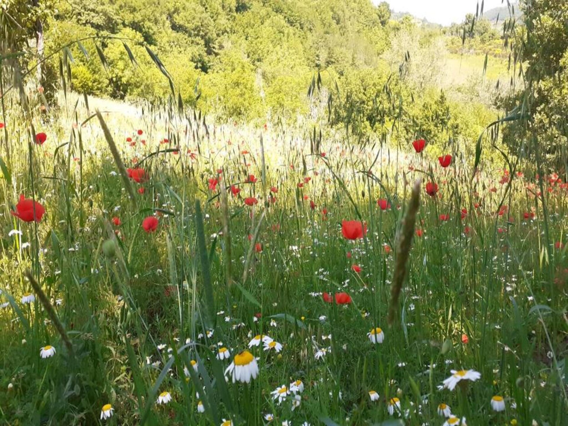 Authentiek boerderijappartement in de Umbrische heuvels bij Giano Dell'umbria - foto 27