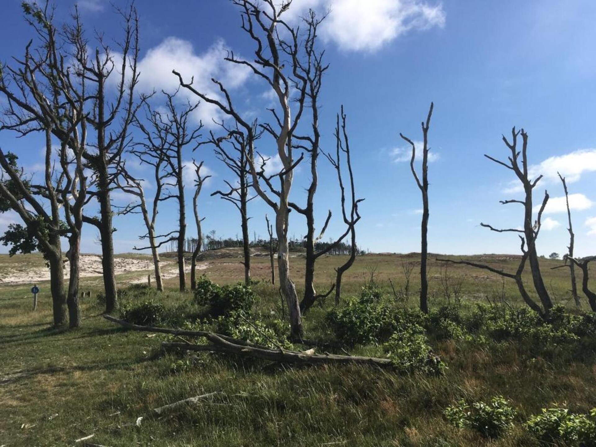 Wilca Hoeve: Knus vakantiehuis aan bos en duinen in Schoorl - foto 34