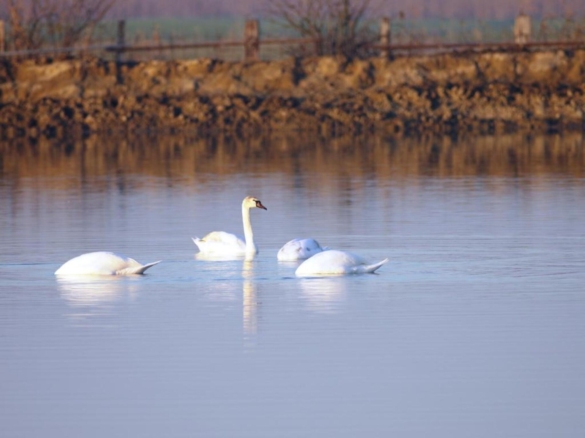 Stacaravan Mimosa op Podeltapark in Lido di Spina, 500m van zee - foto 34