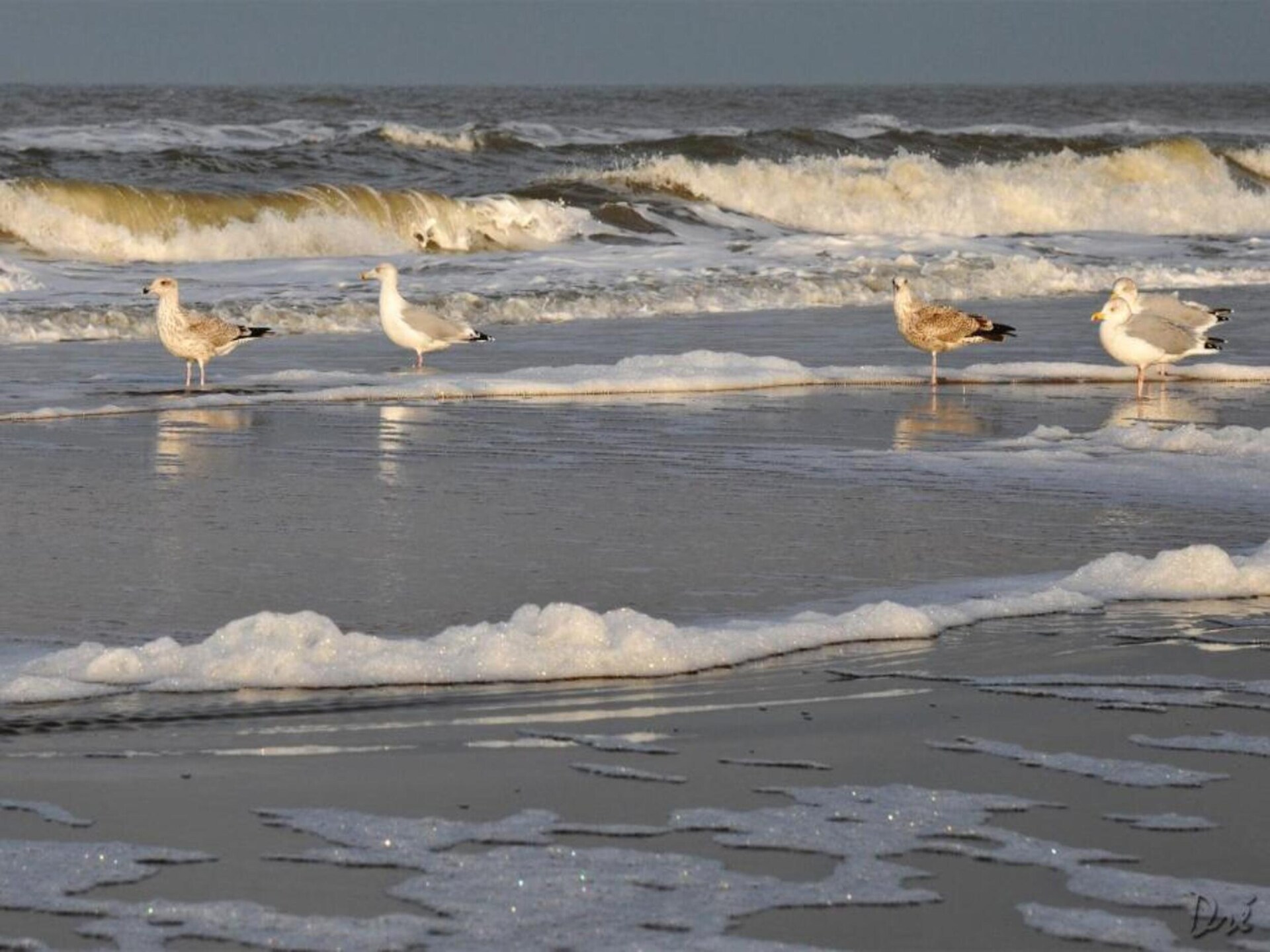 Egmonds Duintje – Vrijstaand strandhuisje voor 2 personen met tuin - foto 27