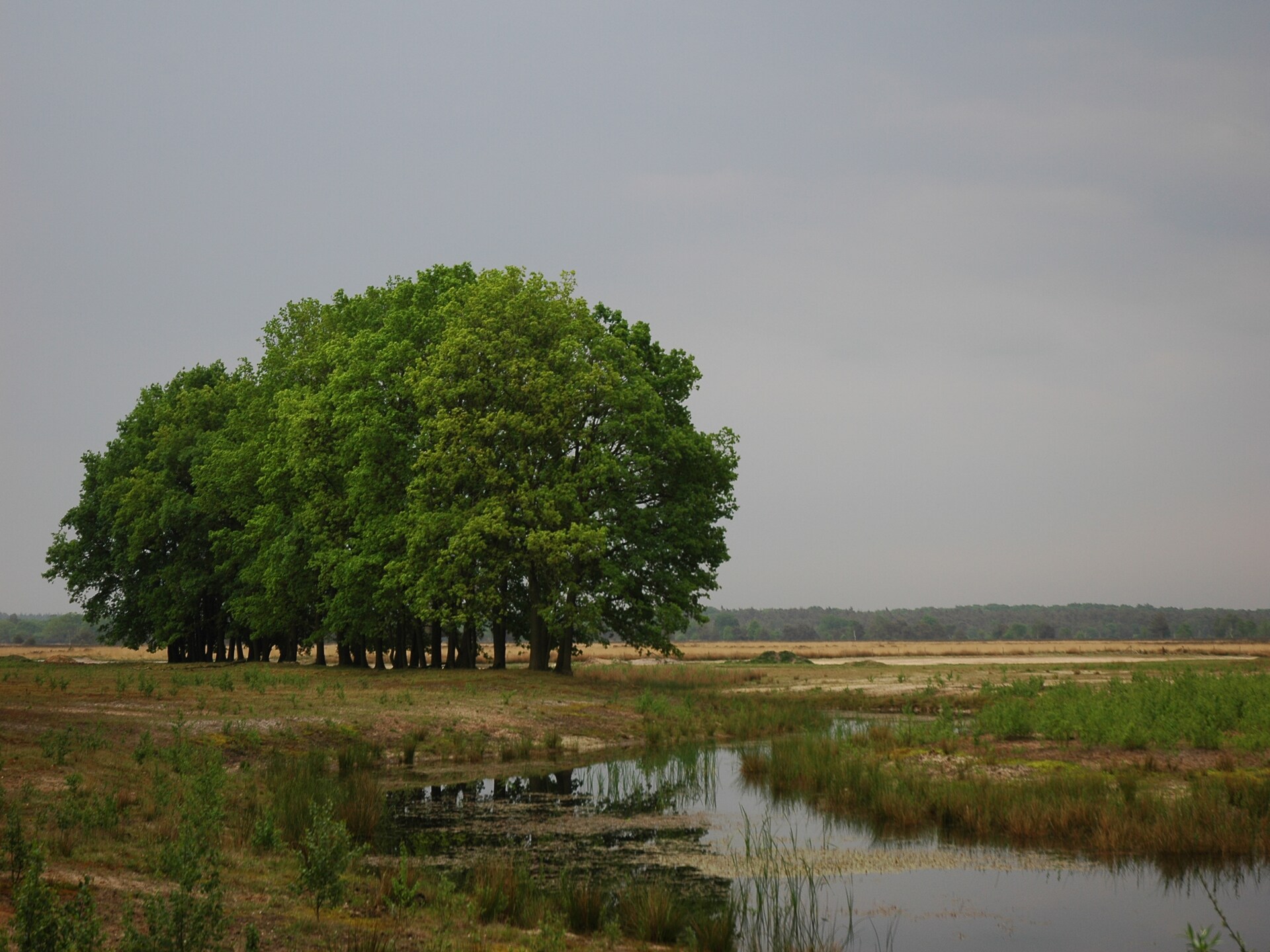 Moderne vrijstaande villa op Landgoed De IJsvogel met houtkachel - foto 29