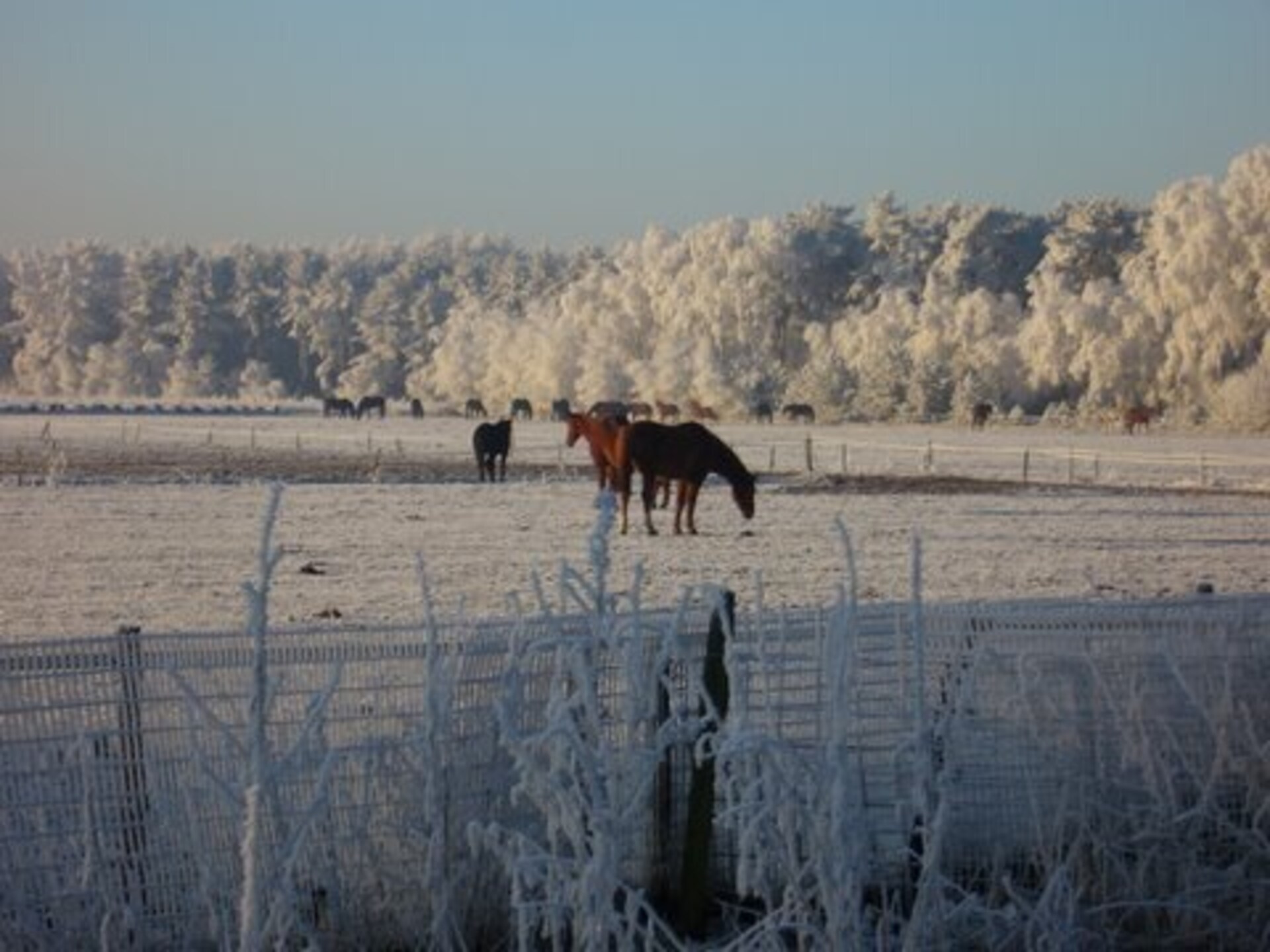 Dorpswoning De Plek – Vrijstaand familiehuis in het bos bij Leende - foto 23