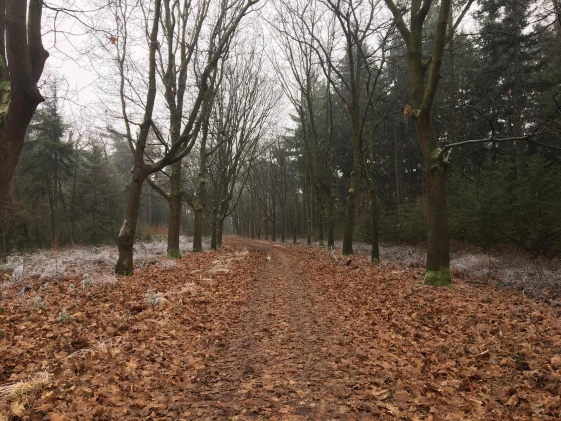 Dorpswoning Op Niveau – Luxe boshuis voor 6 personen in Leende - foto 31