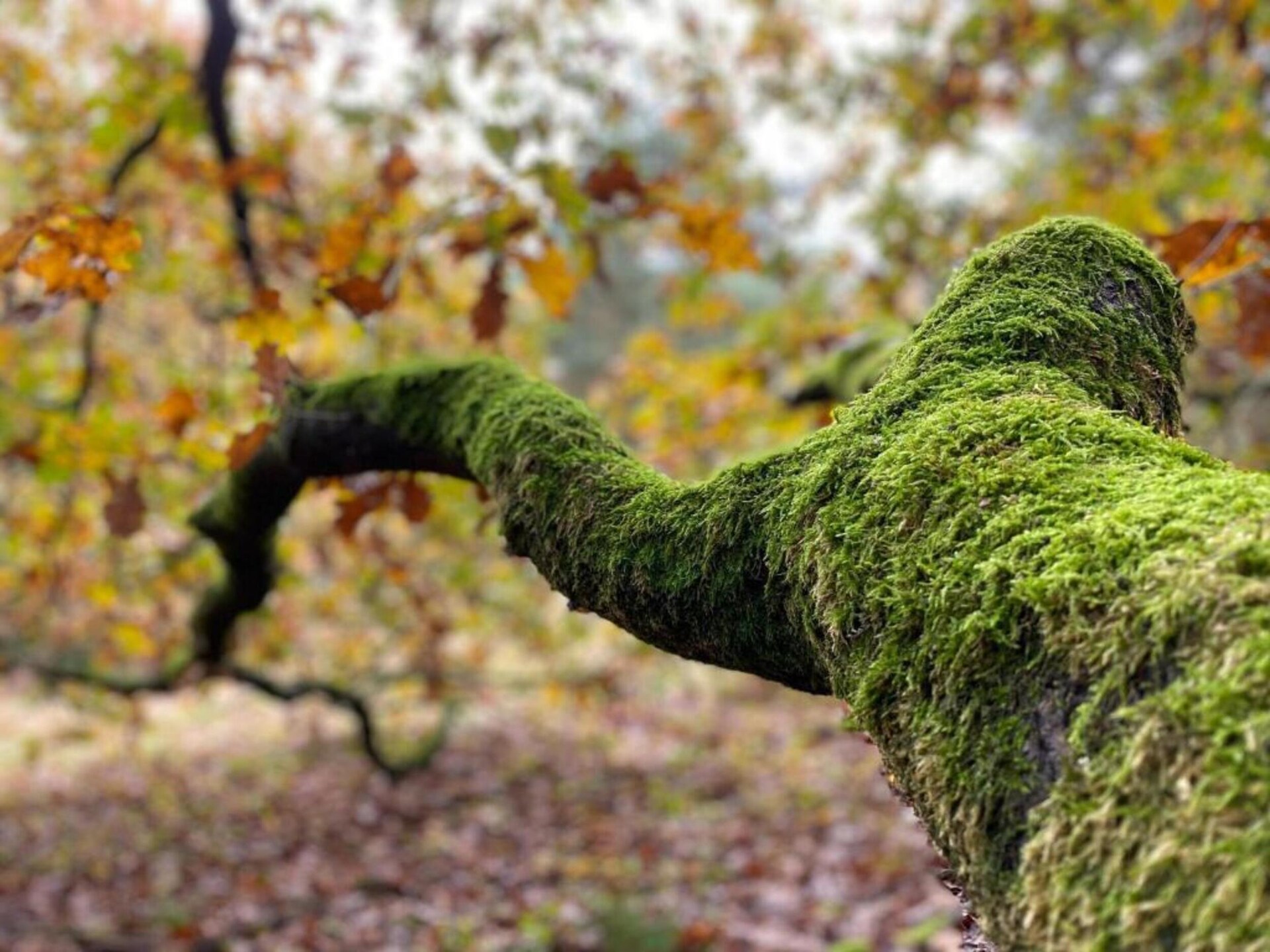 Dorpswoning Het Uitzicht: Luxe vakantiehuis voor 14 personen in het bos - foto 34