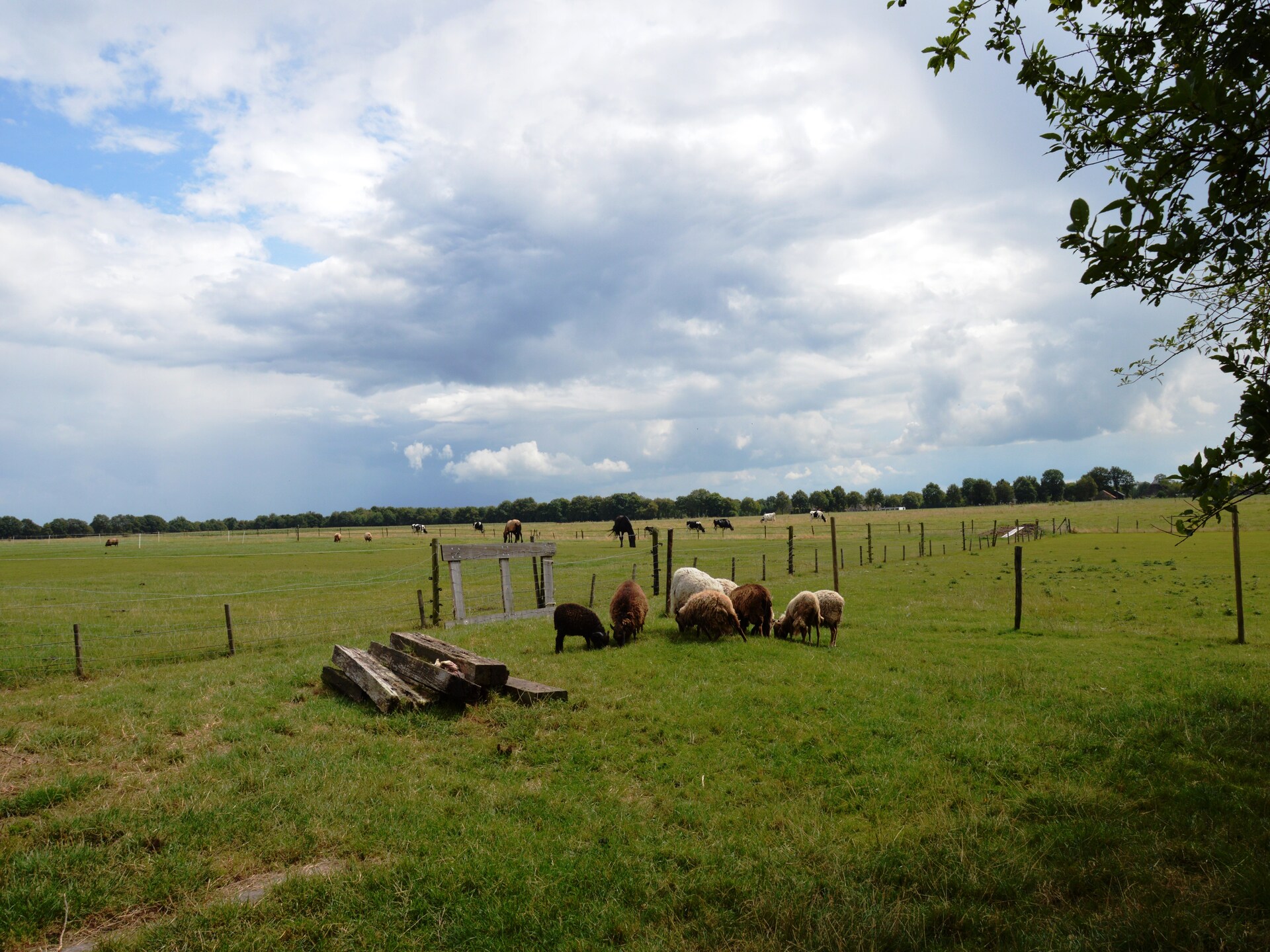 Authentieke Drentse boerderij in Wapse met omheinde tuin aan bosrand - foto 13