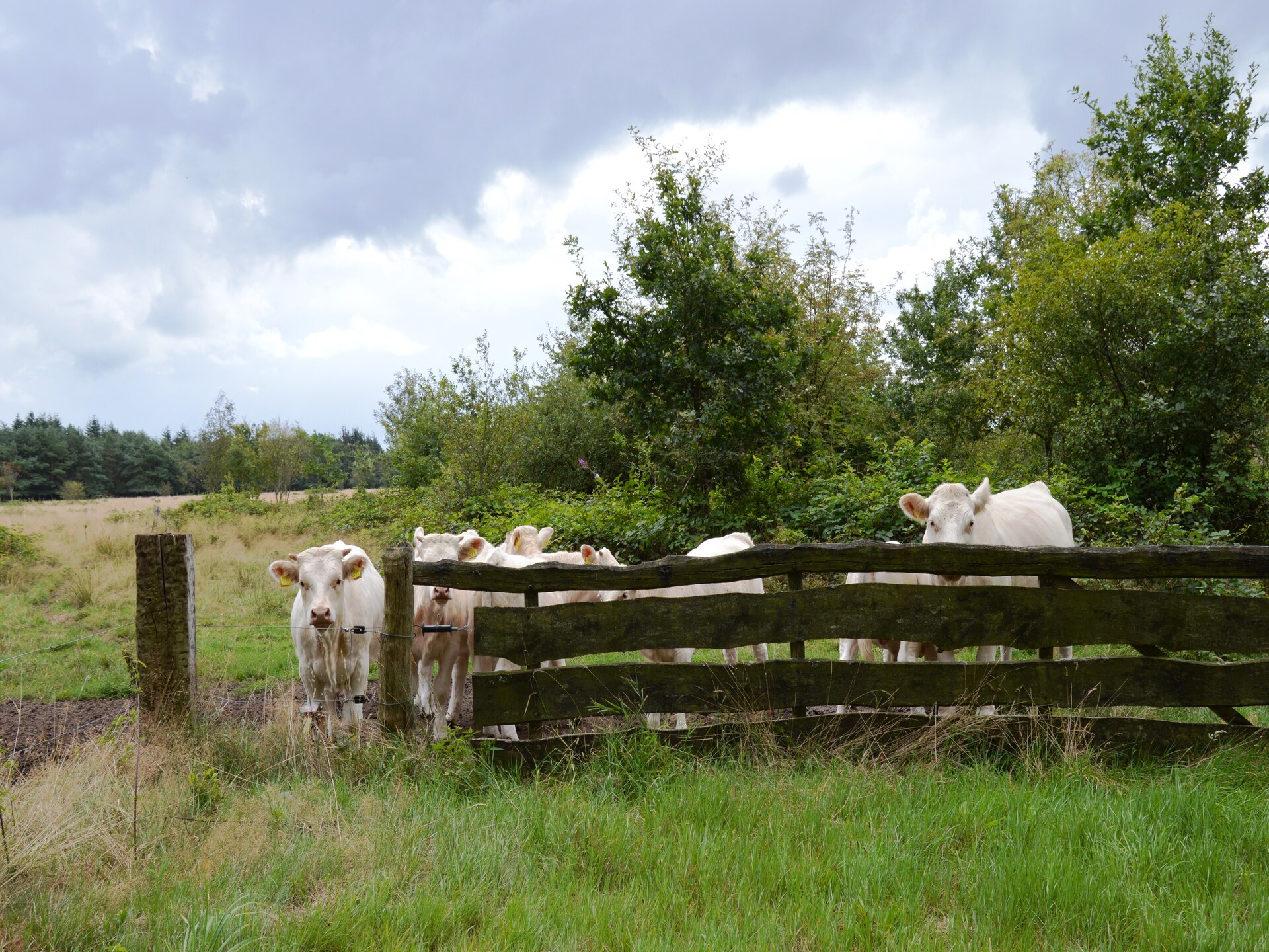Authentieke Drentse boerderij in Wapse met omheinde tuin aan bosrand - foto 15