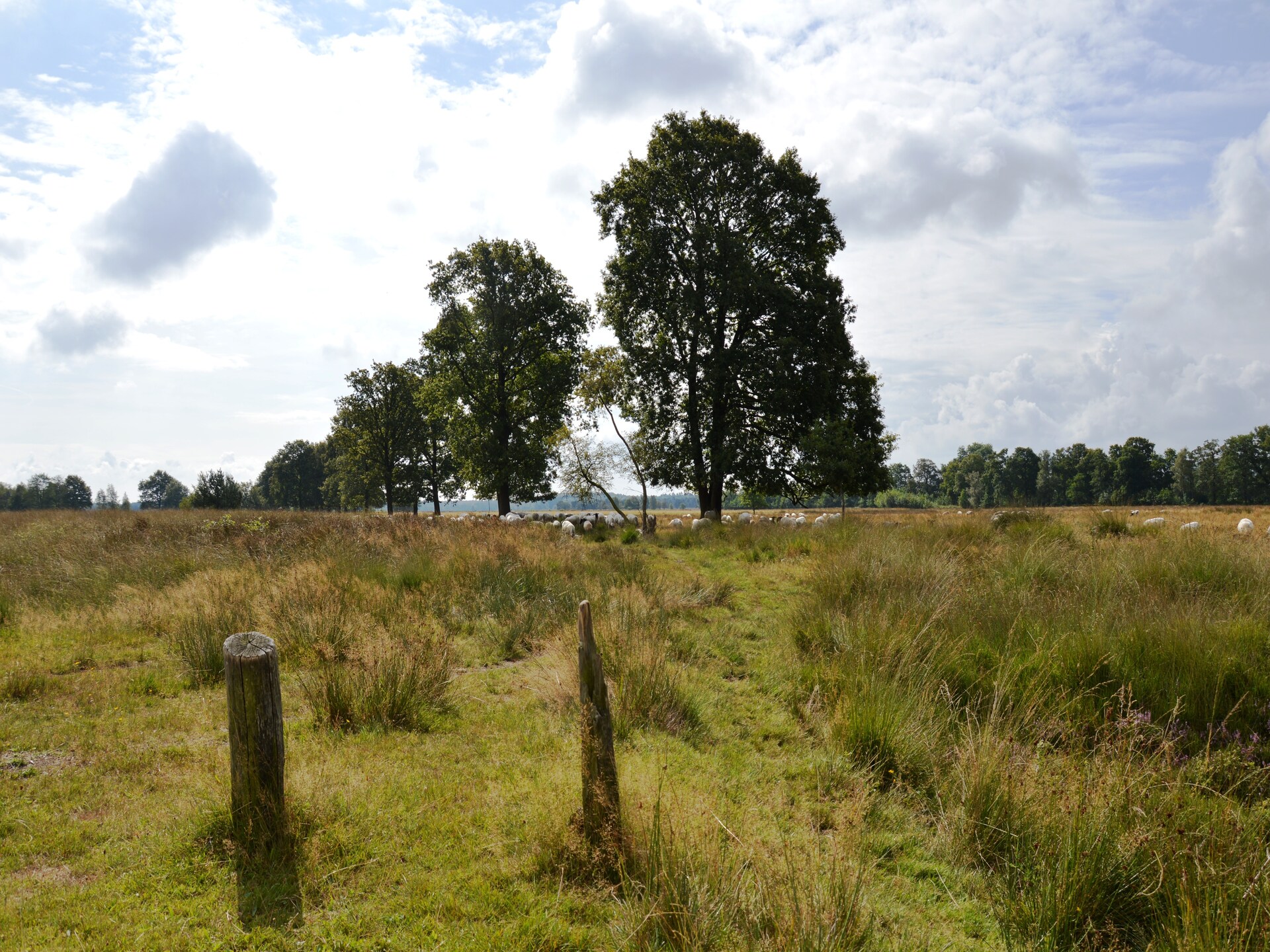 Authentieke Drentse boerderij in Wapse met omheinde tuin aan bosrand - foto 17