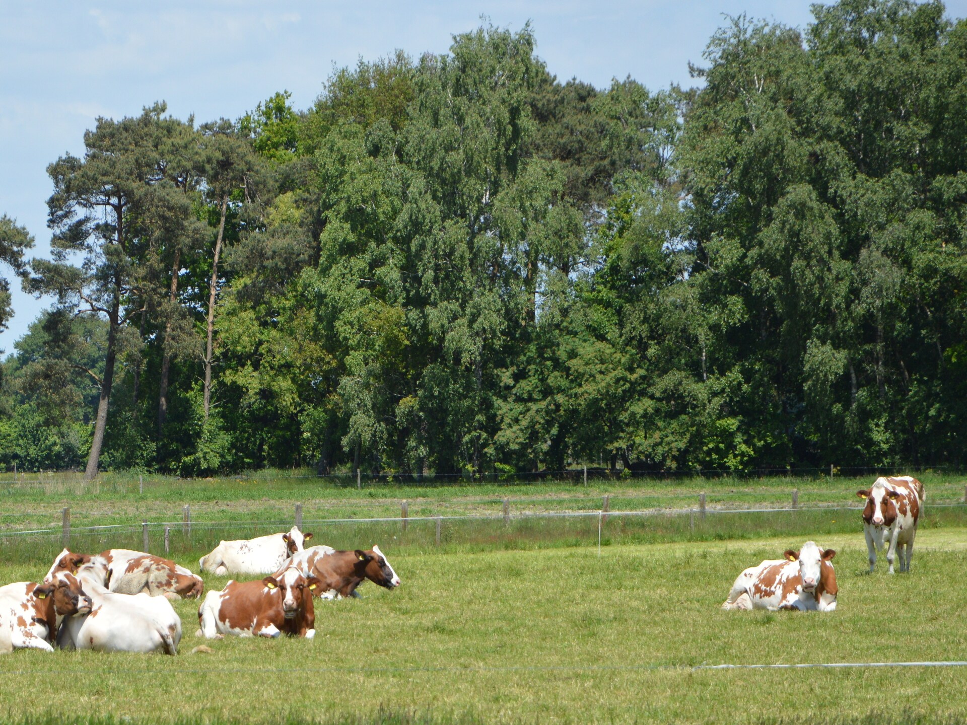 De Ouwe Diepvries: knus vakantiehuis in het bos van Haaksbergen - foto 24