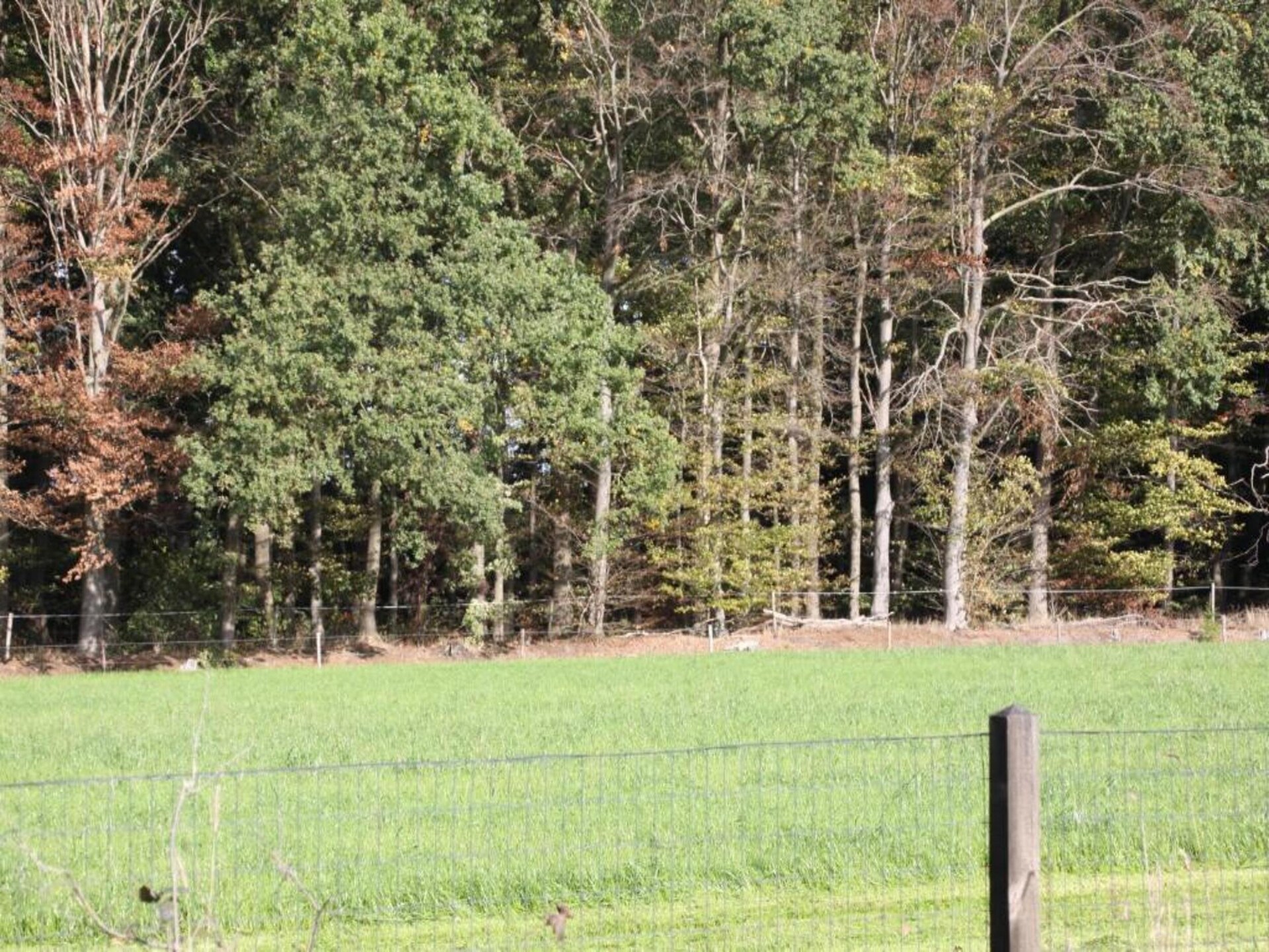 De Ouwe Diepvries: knus vakantiehuis in het bos van Haaksbergen - foto 30