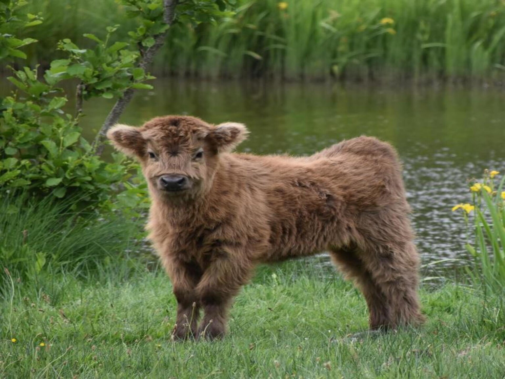 De Ouwe Diepvries: knus vakantiehuis in het bos van Haaksbergen - foto 31