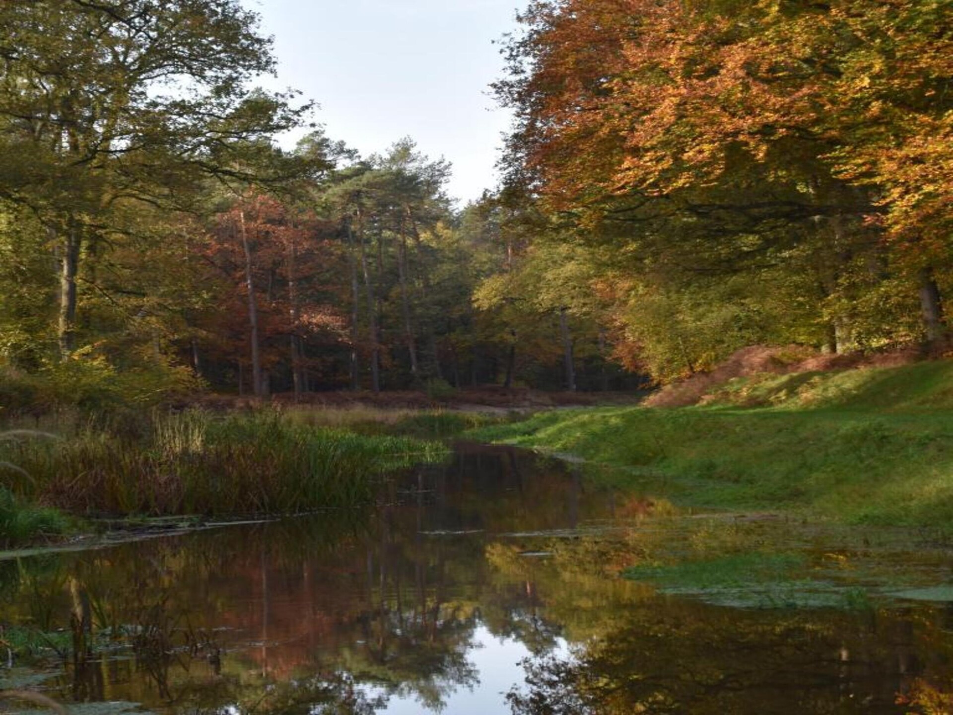 De Ouwe Diepvries: knus vakantiehuis in het bos van Haaksbergen - foto 33