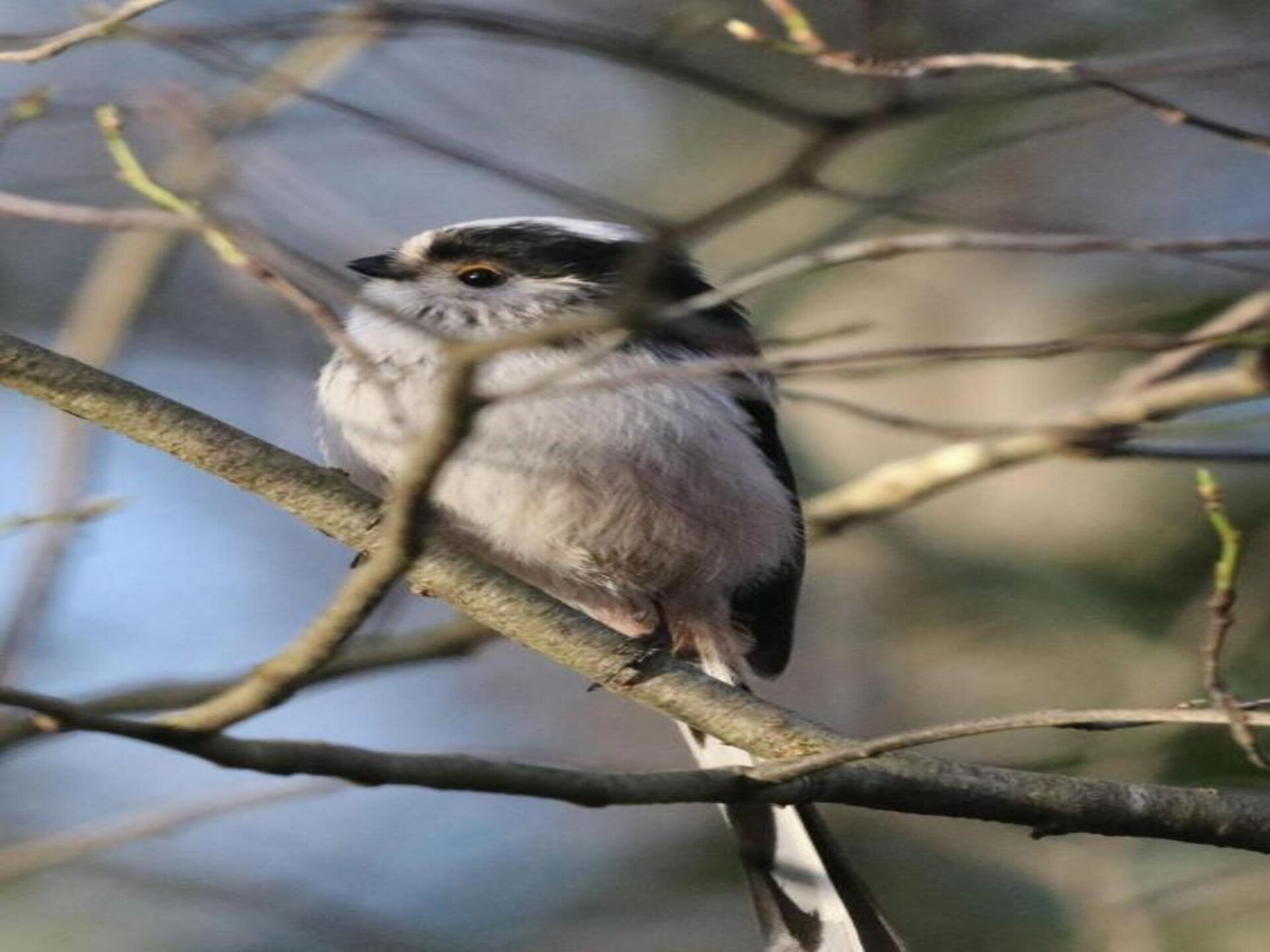 De Ouwe Diepvries: knus vakantiehuis in het bos van Haaksbergen - foto 36