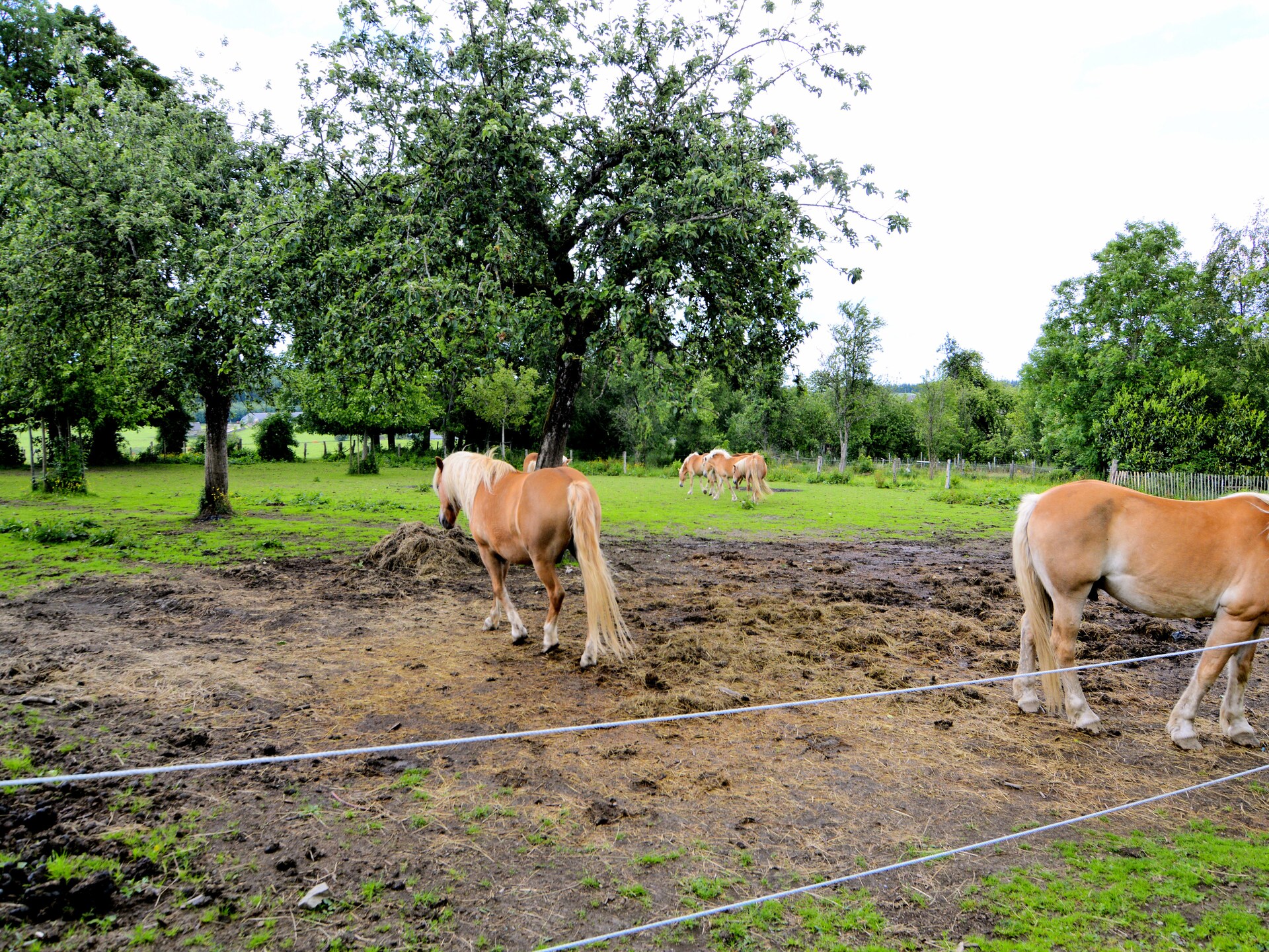 Ruim landhuis voor 9 personen met tuin in Paliseul, België - foto 29