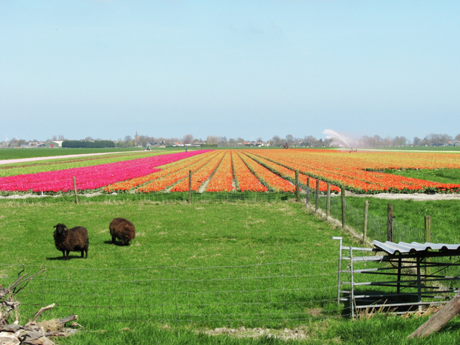 Authentiek boerderijvakantiehuis bij het Markermeer in Schellinkhout - foto 4