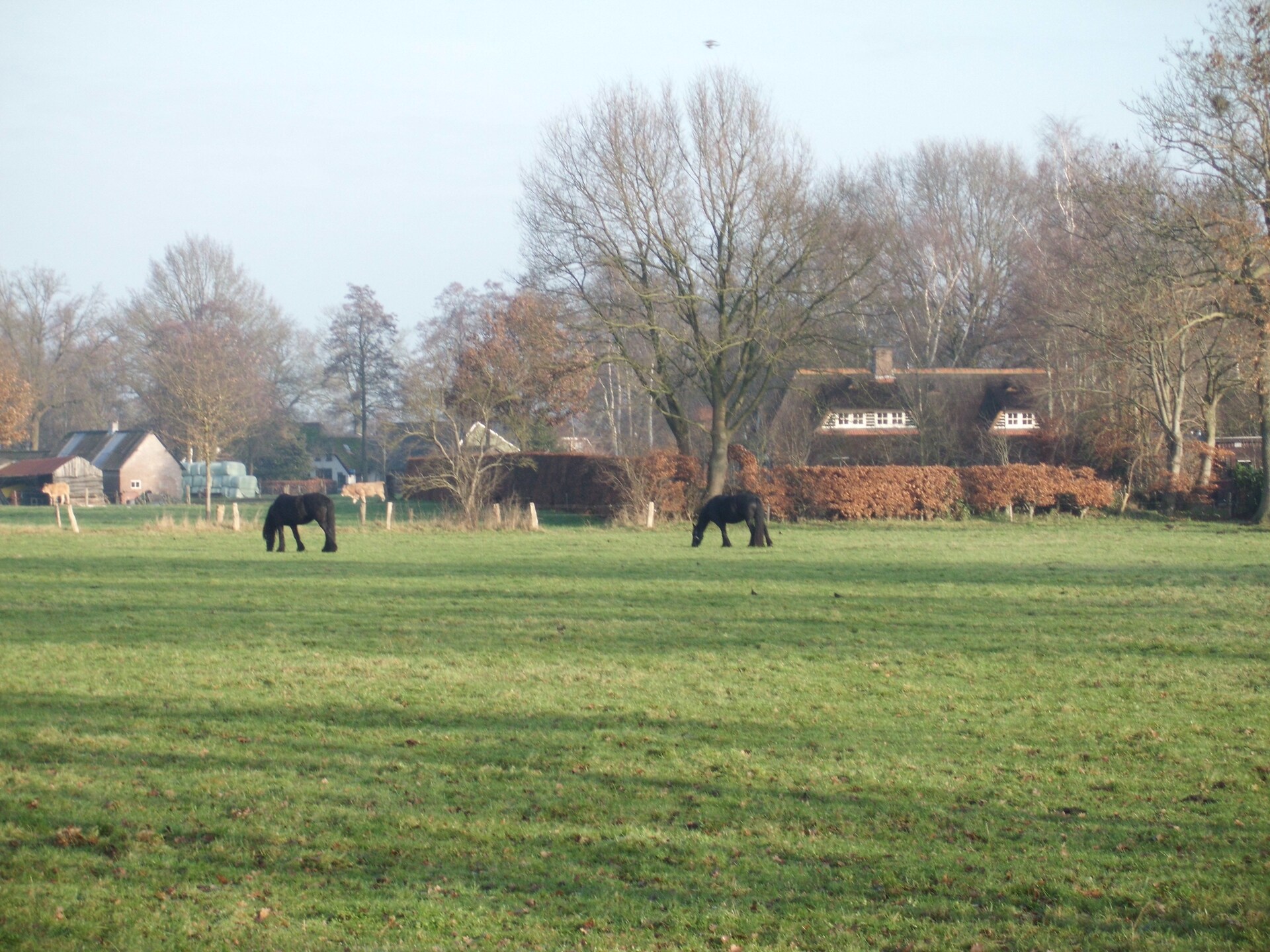 Vrijstaand vakantiehuis De Merel in bosrijk Den Ham, 4 pers. - foto 35