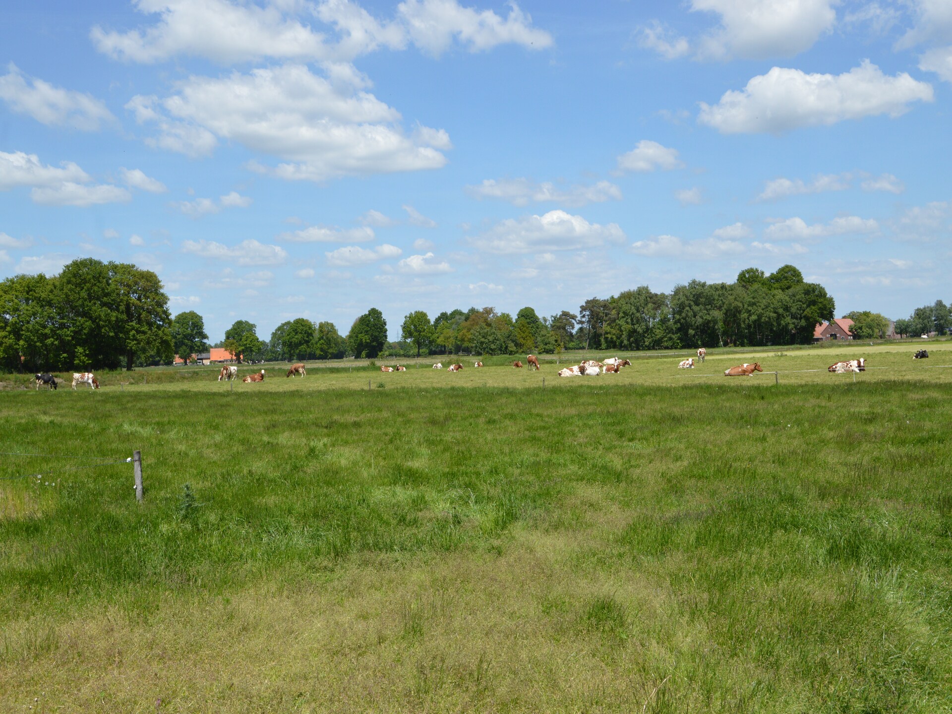 Vrijstaand vakantiehuis De Merel in bosrijk Den Ham, 4 pers. - foto 38