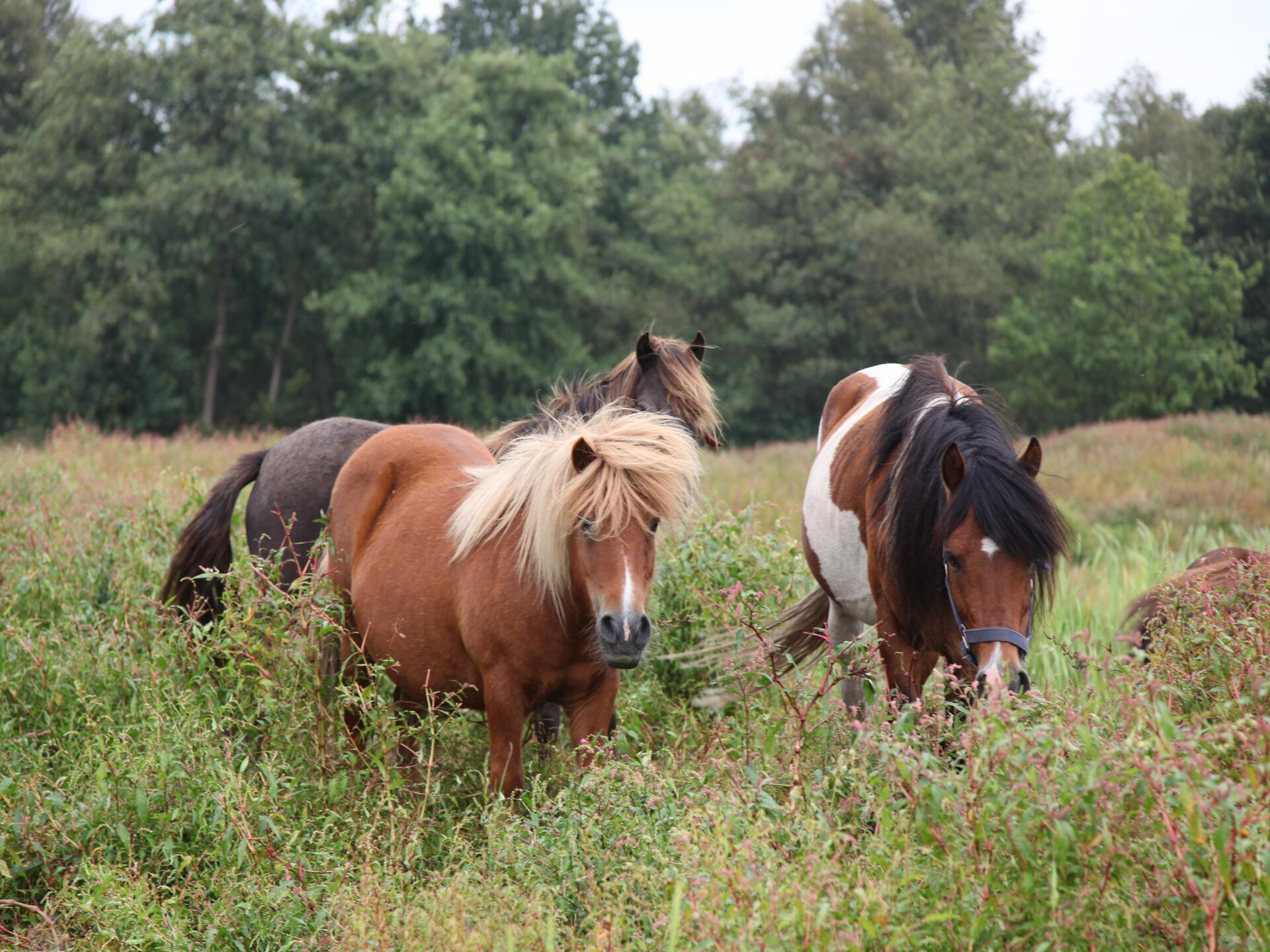 Groepsaccommodatie voor 12 personen in hartje Weerribben - foto 35