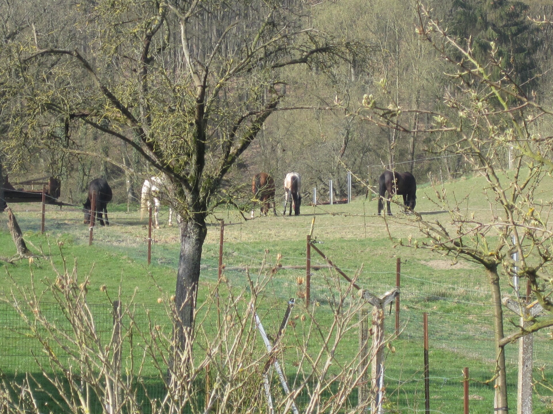 4-persoons landhuis met haard en terras in Gimnee - foto 33
