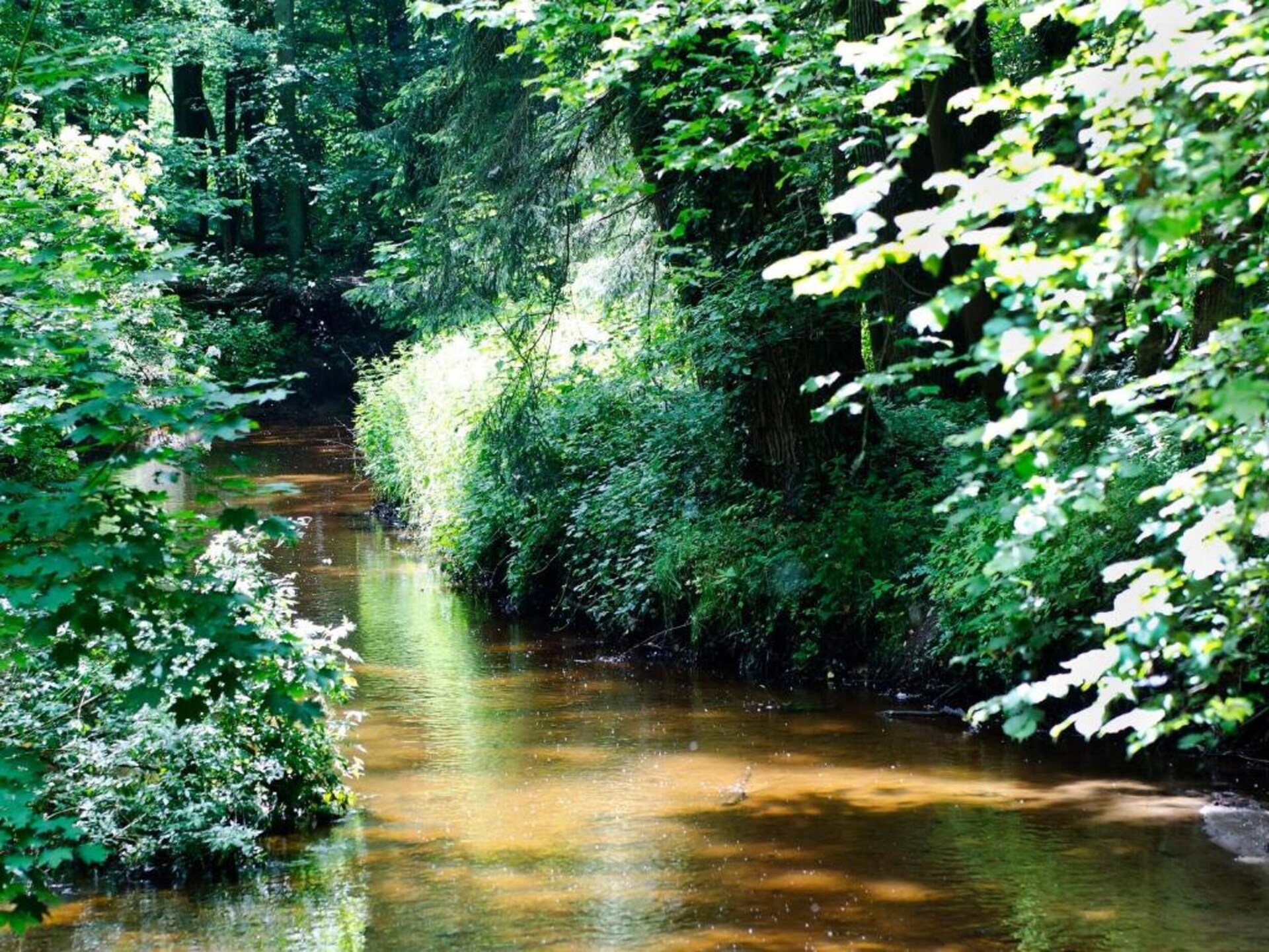 Huus in 't Hagt: Vrijstaand vakantiehuis in bosrijk Achterhoek - foto 23