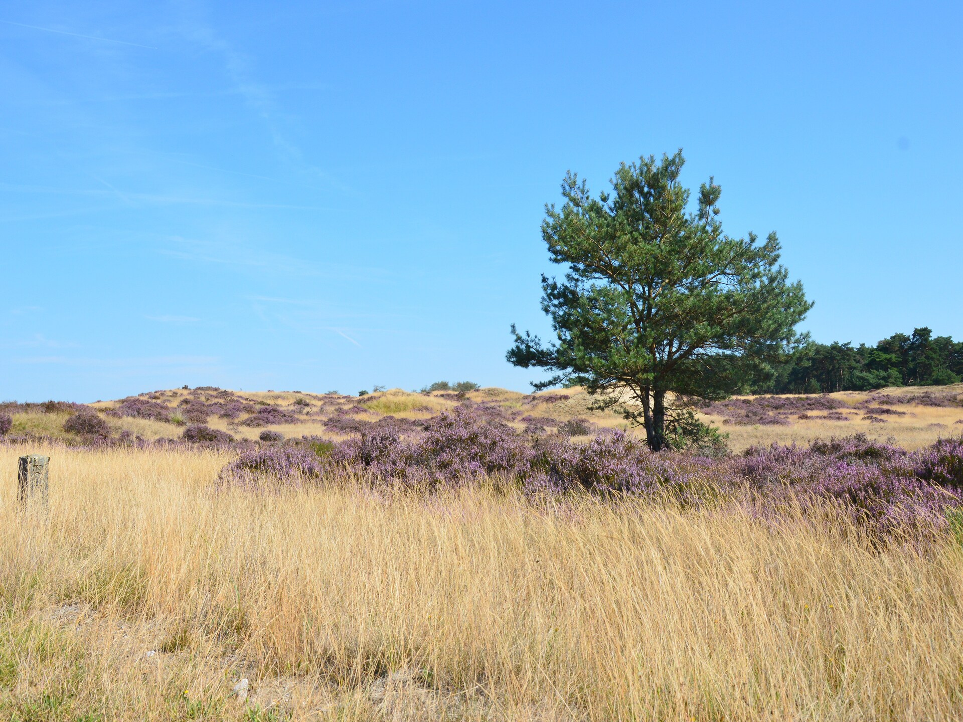 Vrijstaand vakantiehuis in de bossen van de Veluwe, hond welkom - foto 33