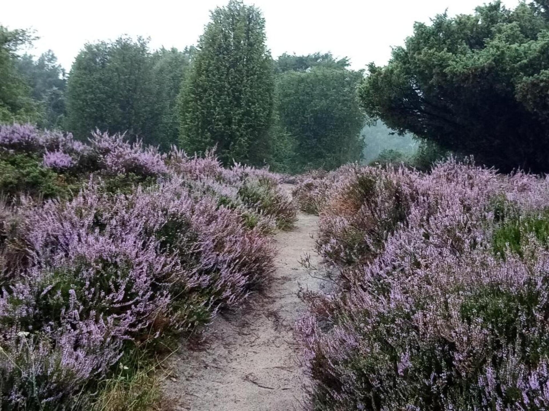 Vrijstaand vakantiehuis met panoramisch uitzicht op het Mantingerzand - foto 35