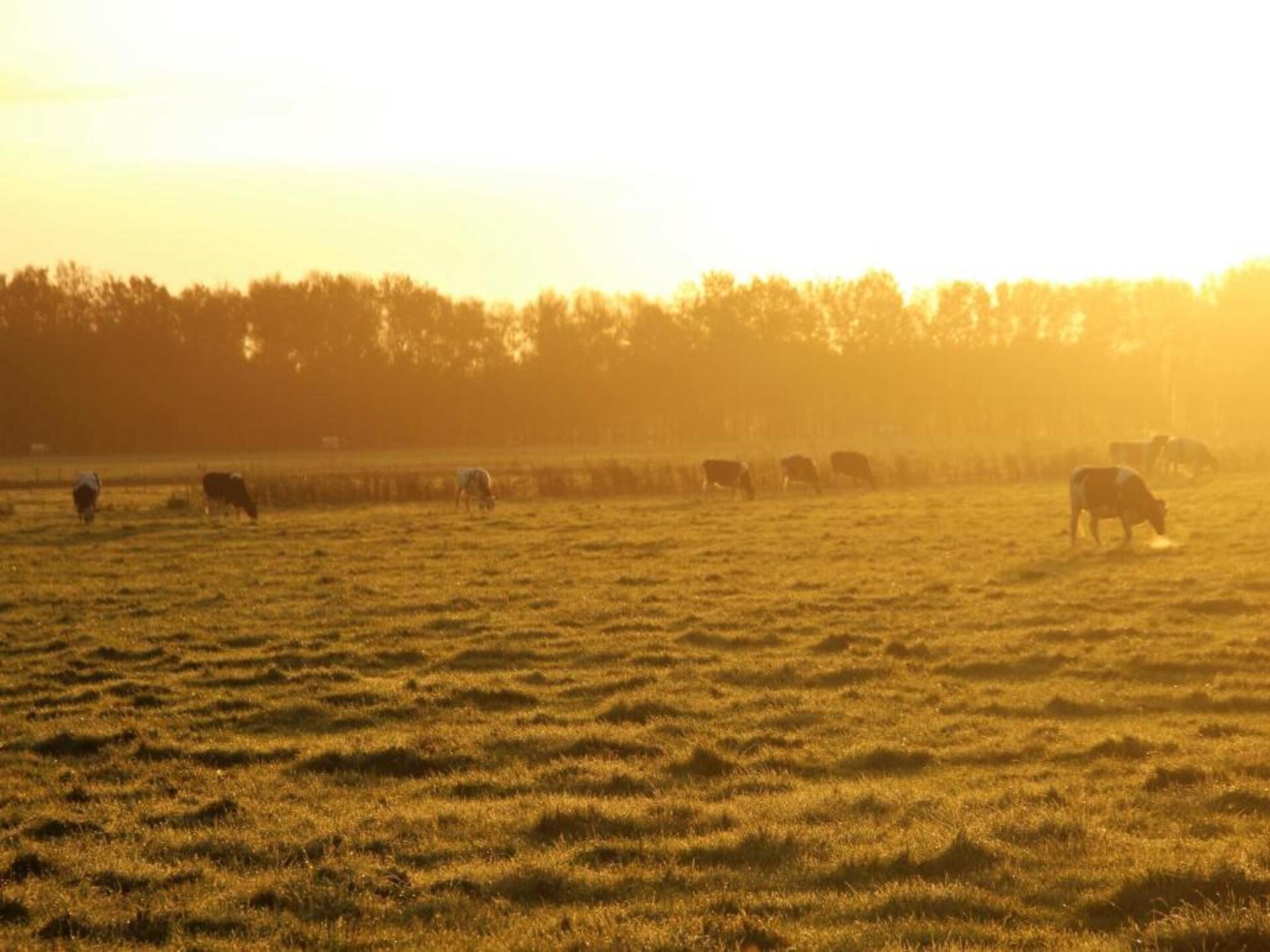 Vrijstaand vakantiehuis met panoramisch uitzicht op het Mantingerzand - foto 37