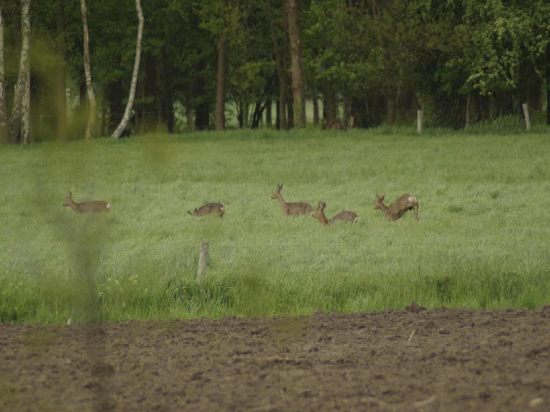 Sfeervolle boerderij in Geesteren: rust, natuur en huisdiervriendelijk genieten - foto 28