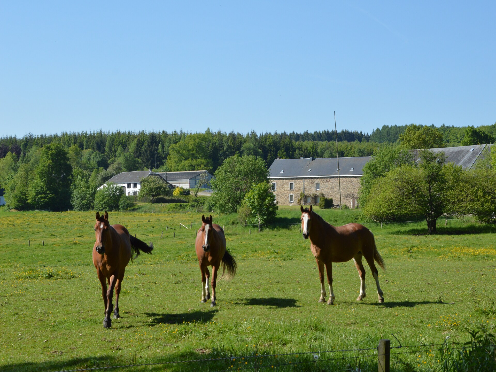 14-persoons wellnessvilla met zwembad in Forrières - foto 24