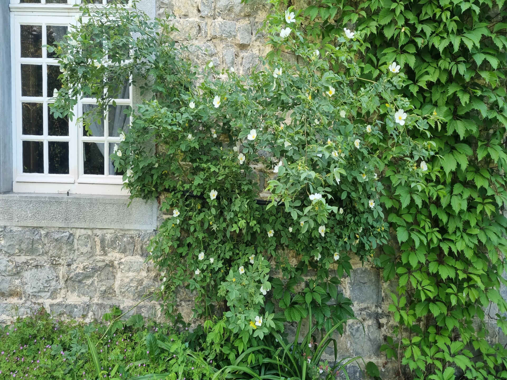 14-persoons wellnessvilla met zwembad in Forrières - foto 37