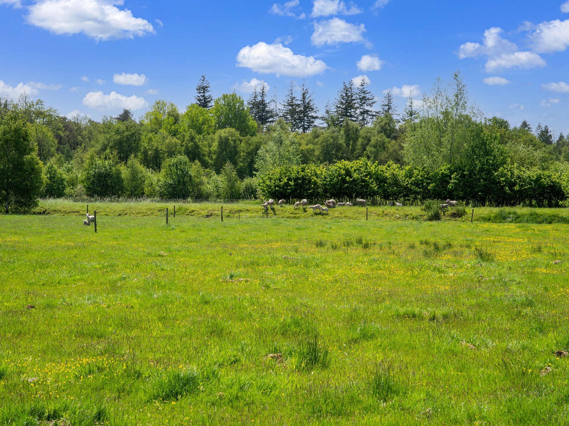 Vrijstaand natuurhuis in Nationaal Park Dwingelderveld met uitzicht op heide - foto 35