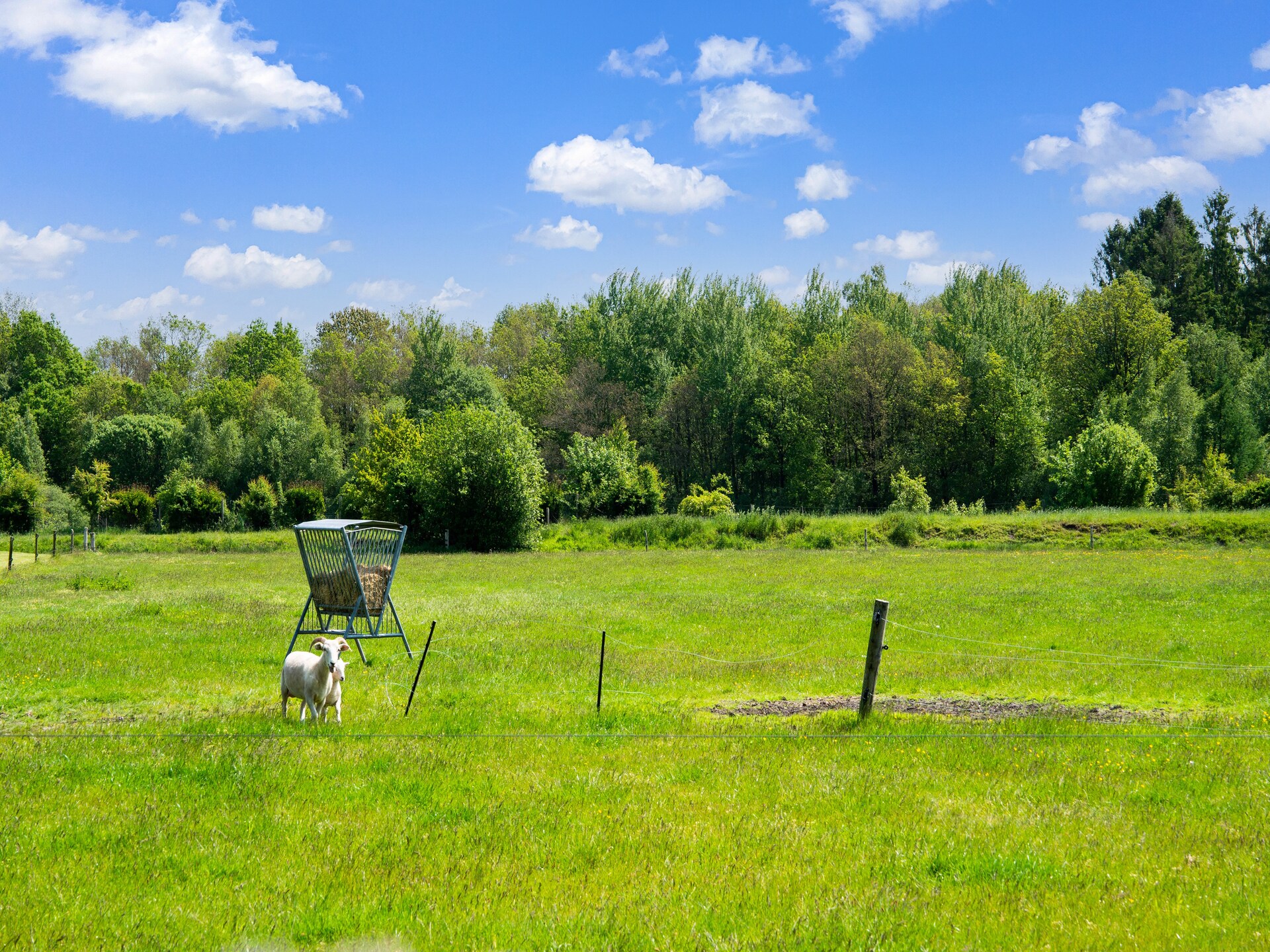 Vrijstaand natuurhuis in Nationaal Park Dwingelderveld met uitzicht op heide - foto 32