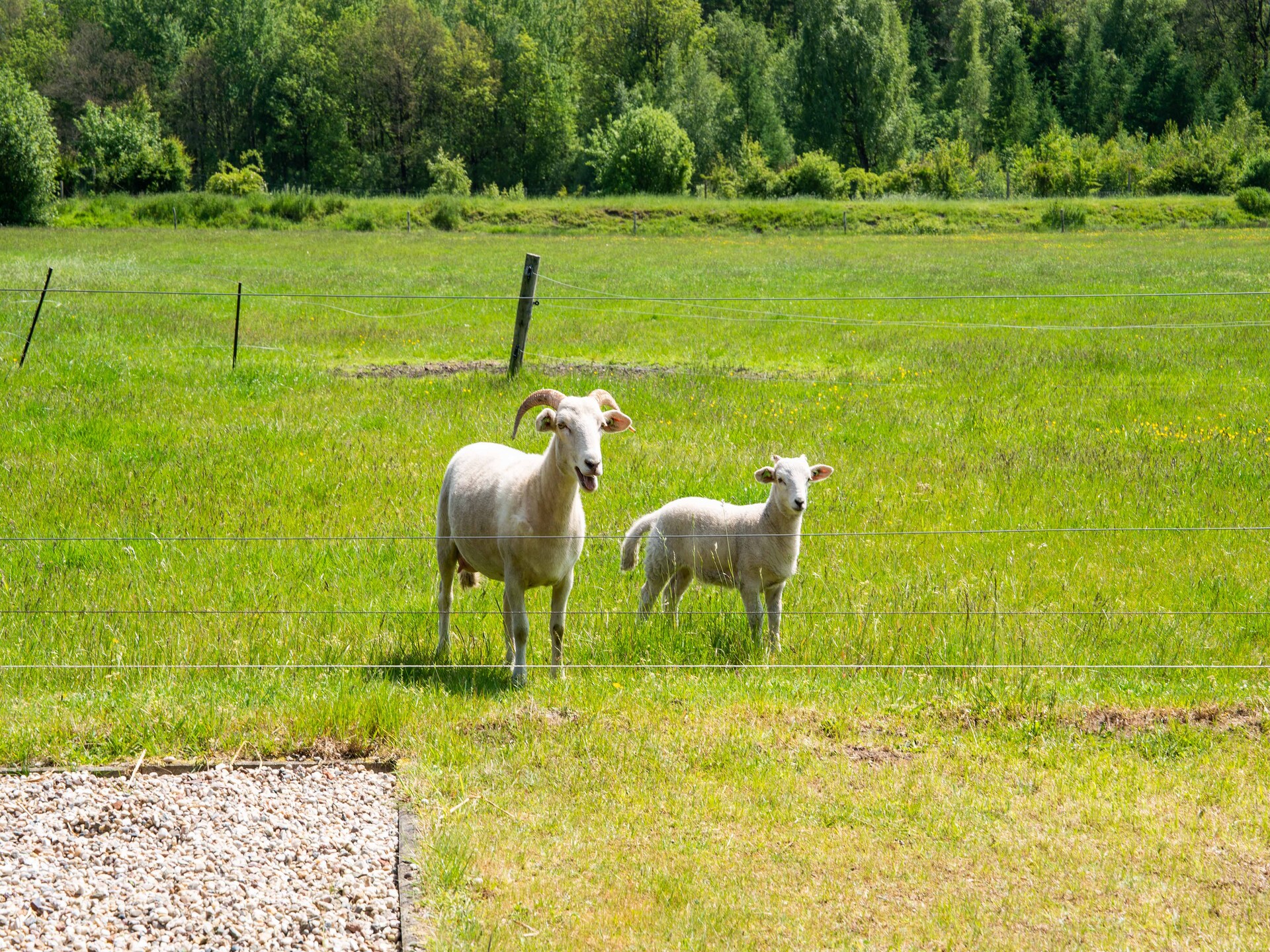 Vrijstaand natuurhuis in Nationaal Park Dwingelderveld met uitzicht op heide - foto 31