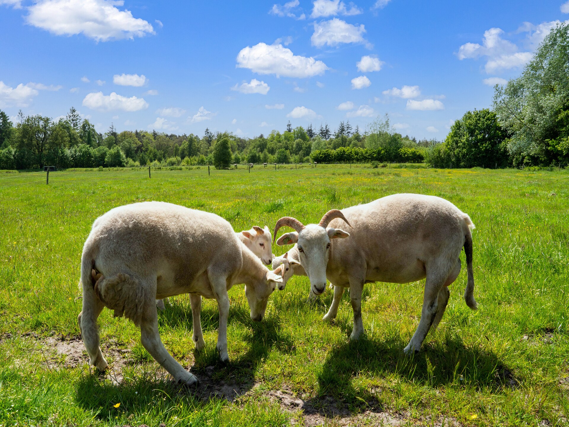 Vrijstaand natuurhuis in Nationaal Park Dwingelderveld met uitzicht op heide - foto 28
